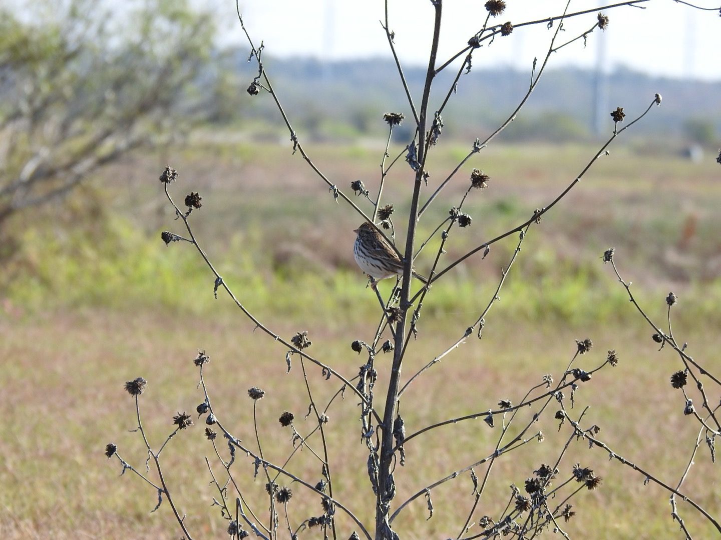 gbif image for Passerculus sandwichensis