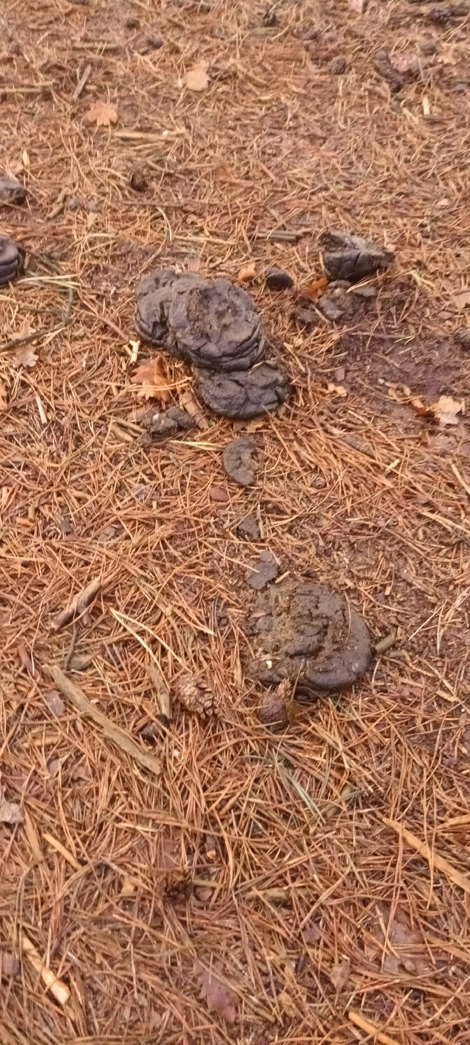 gbif image for Bos taurus