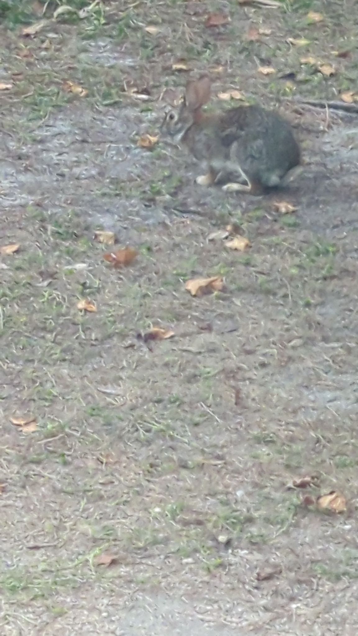 gbif image for Sylvilagus floridanus