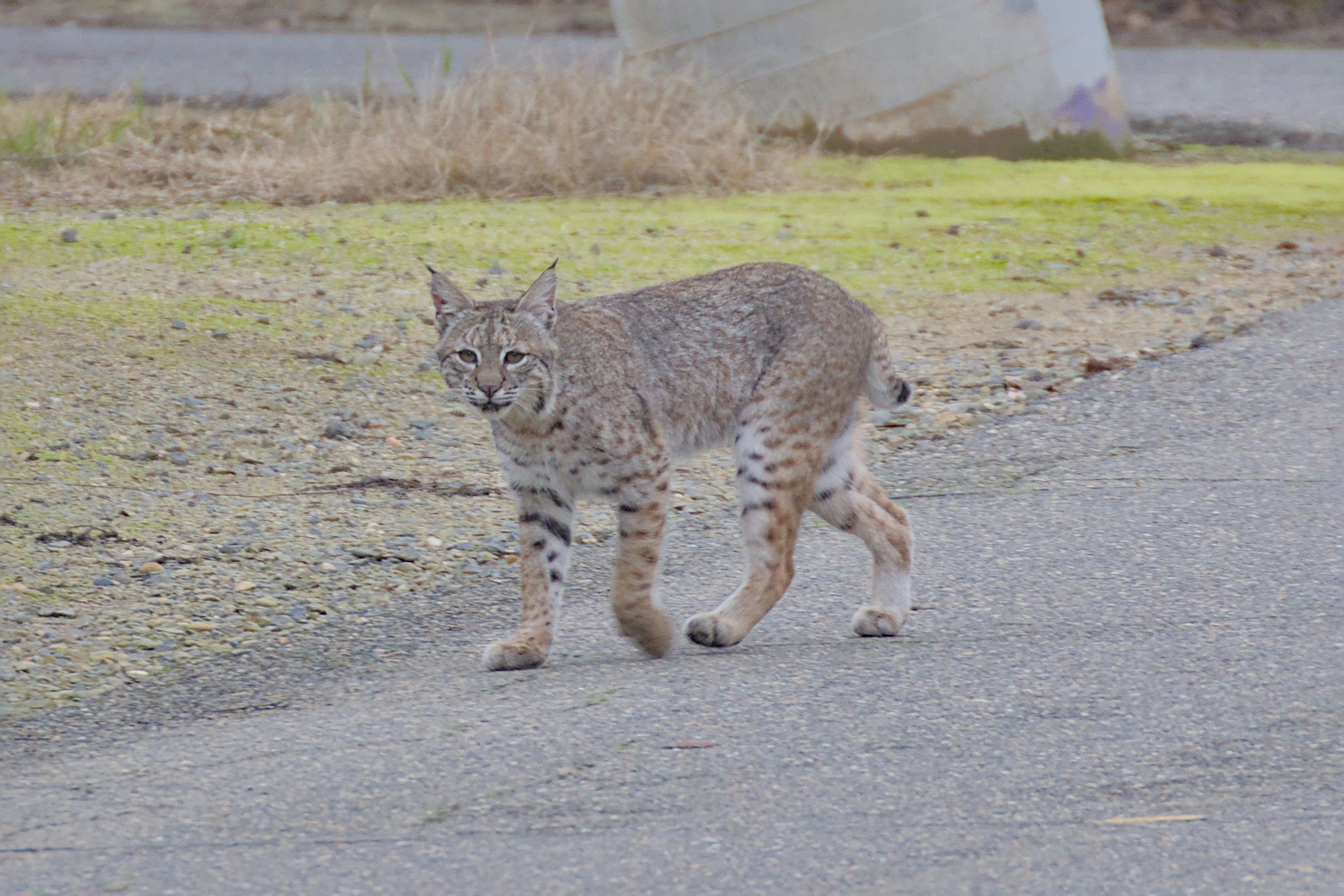 gbif image for Lynx rufus