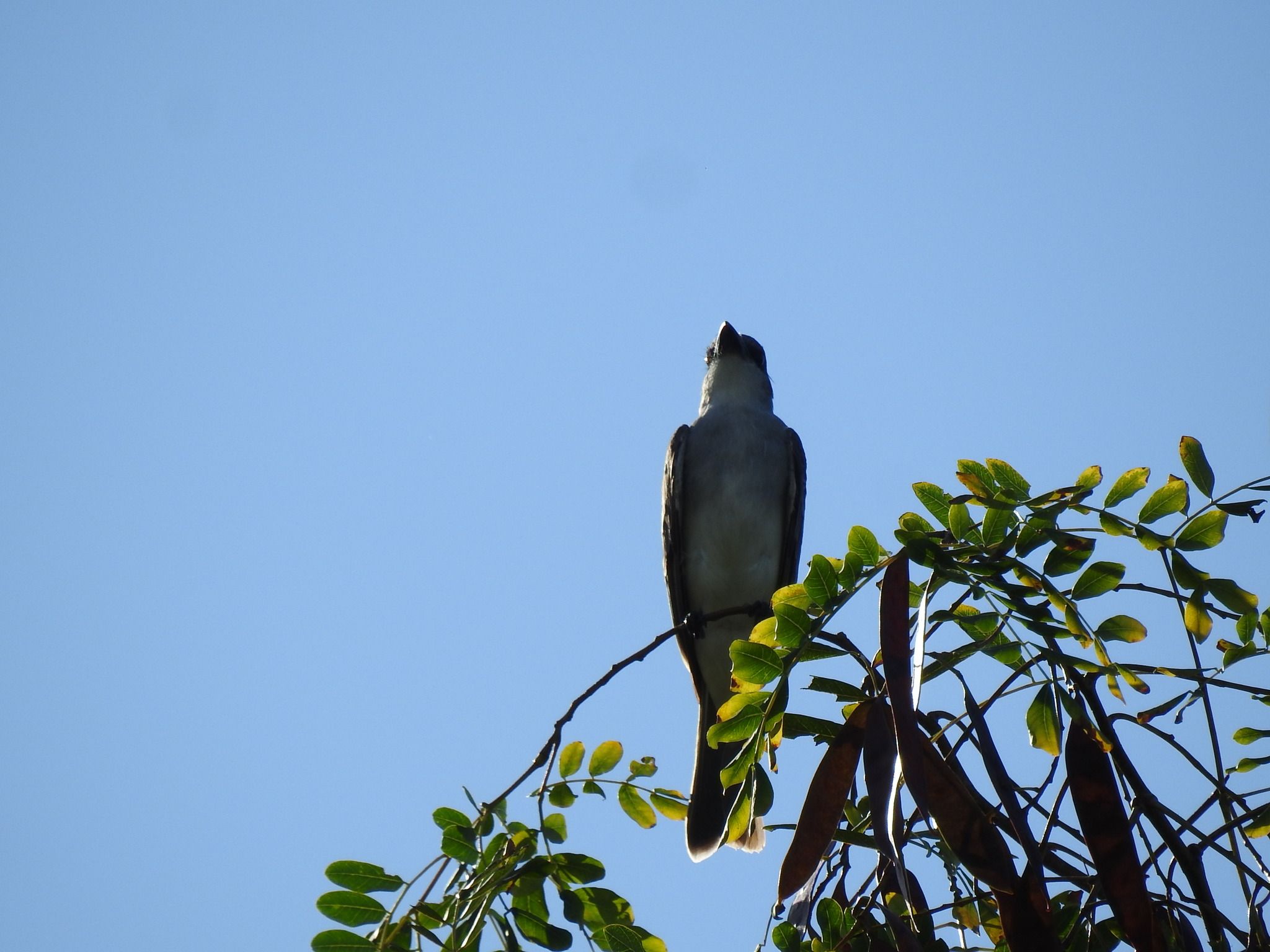 gbif image for Tyrannus dominicensis