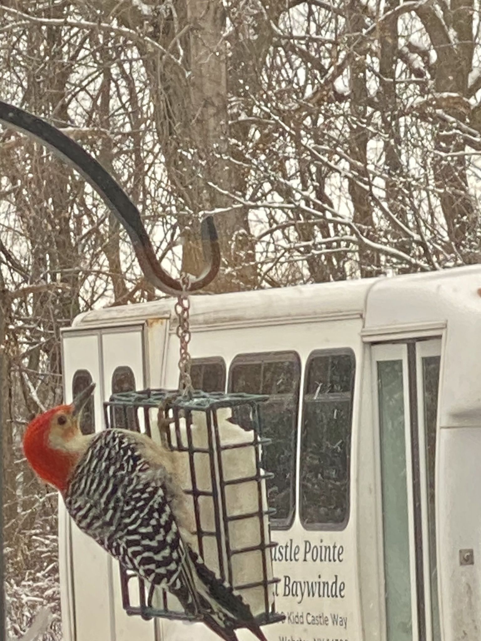 gbif image for Melanerpes carolinus