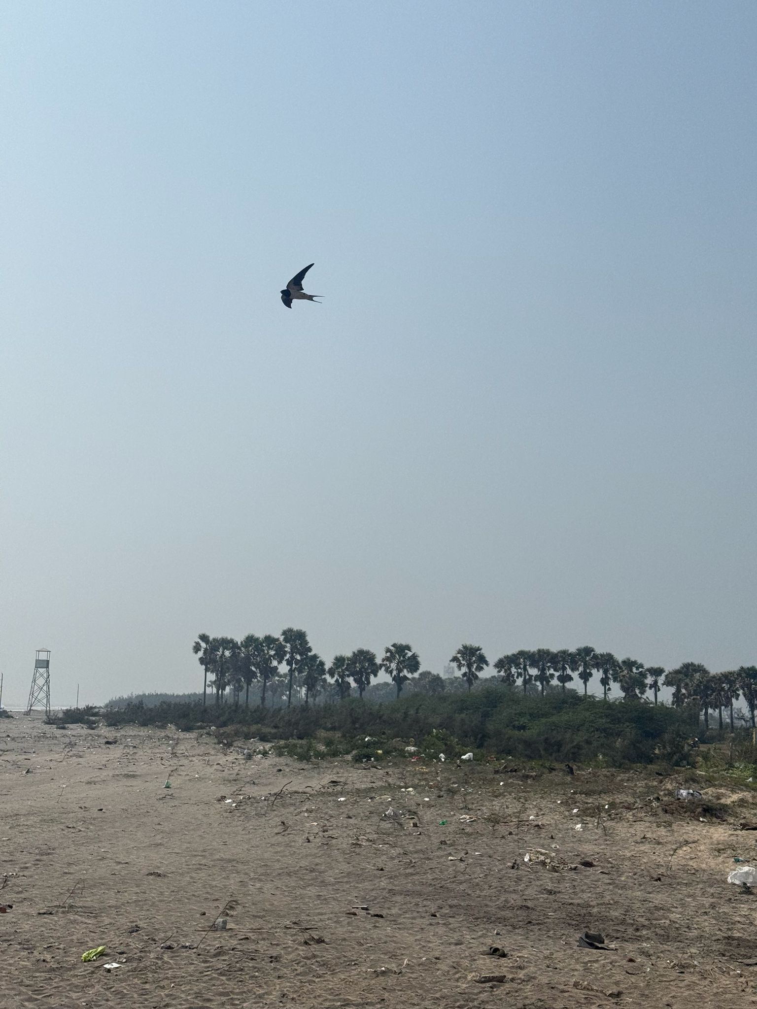 gbif image for Hirundo rustica