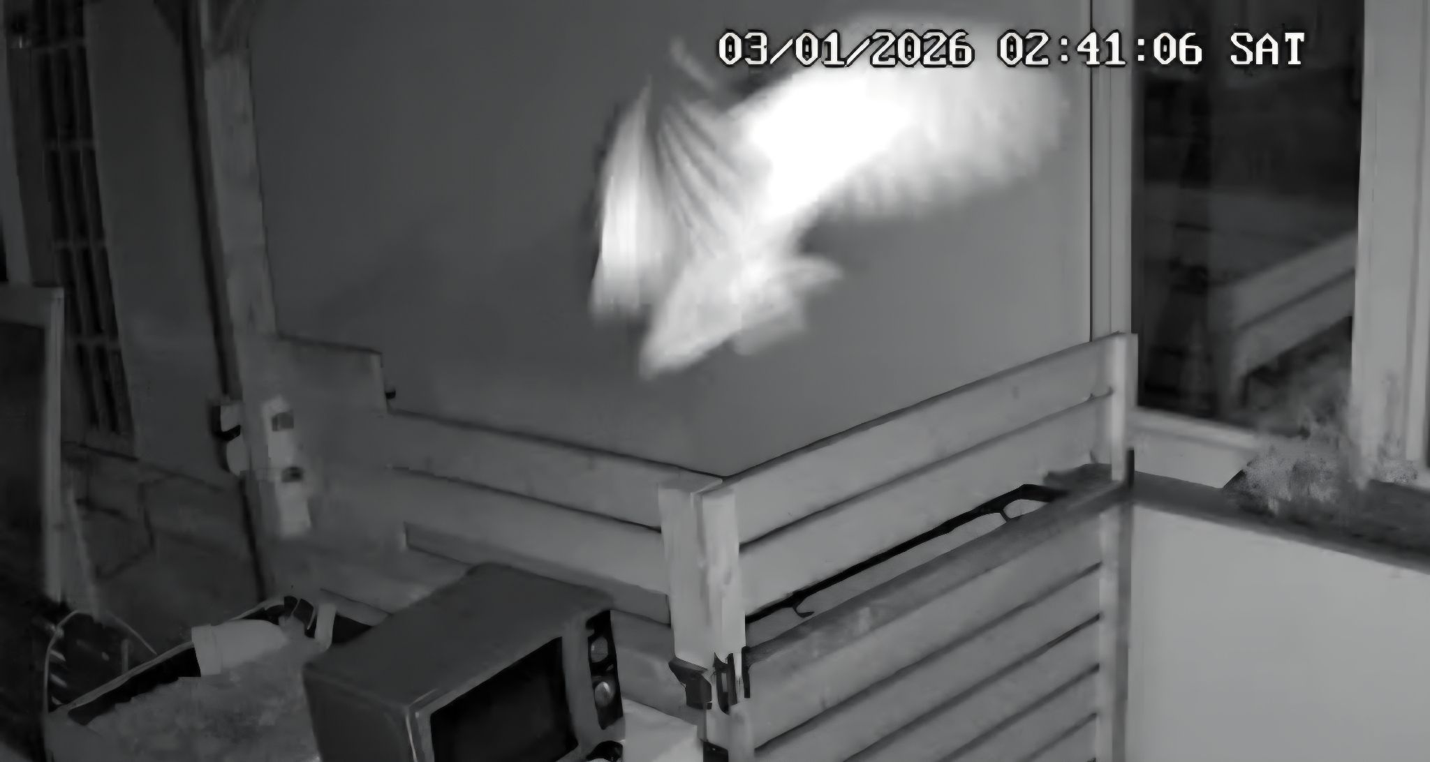 gbif image for Tyto alba