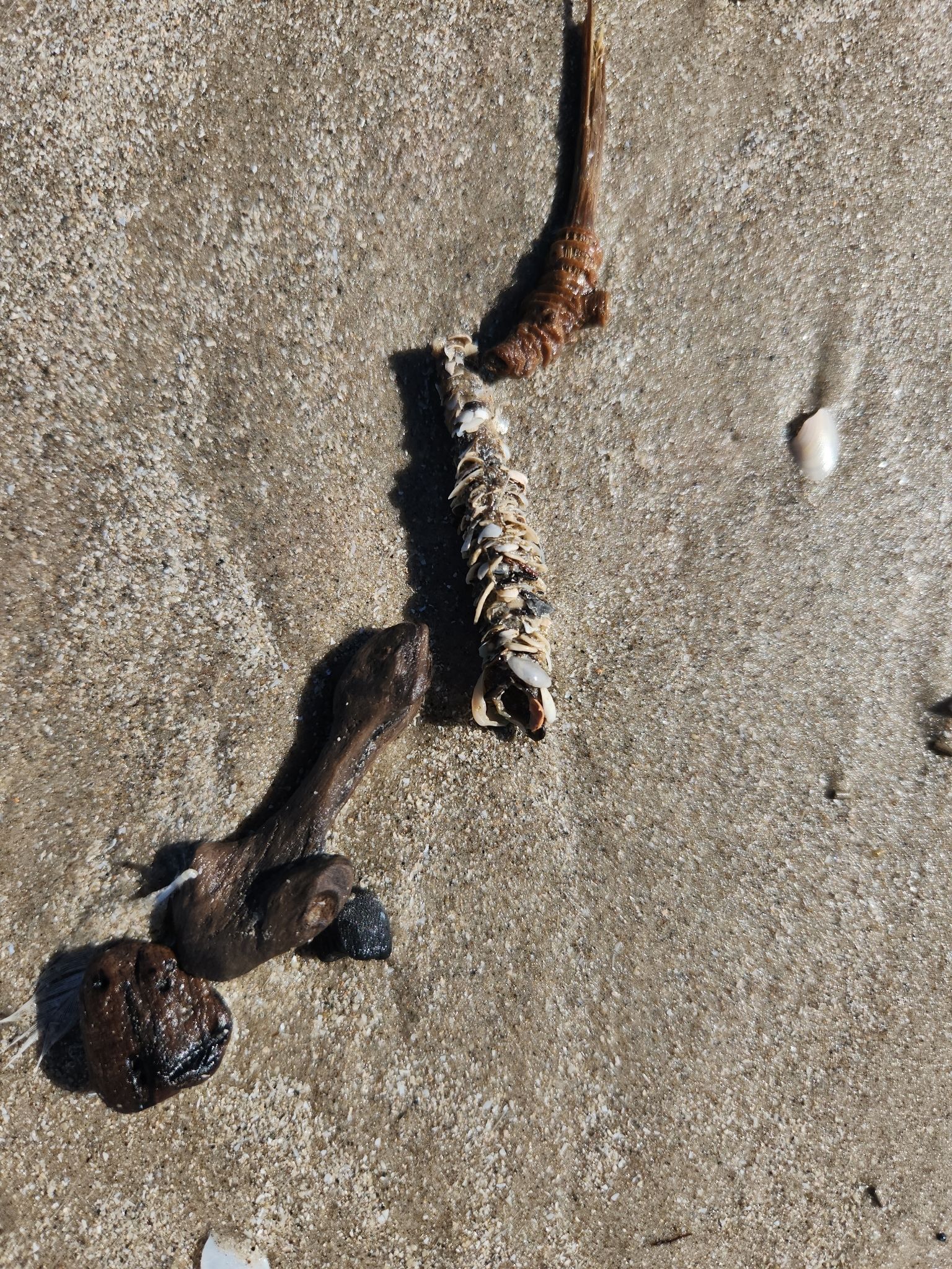 gbif image for Diopatra cuprea