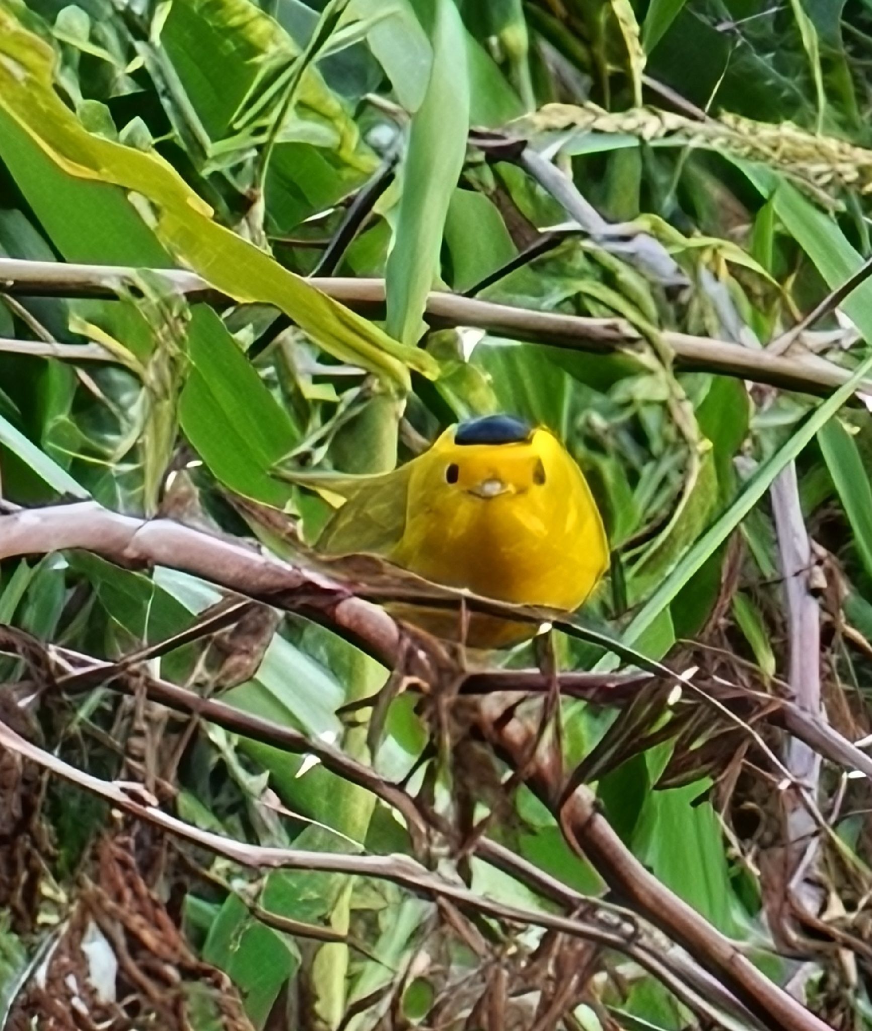 gbif image for Wilsonia pusilla