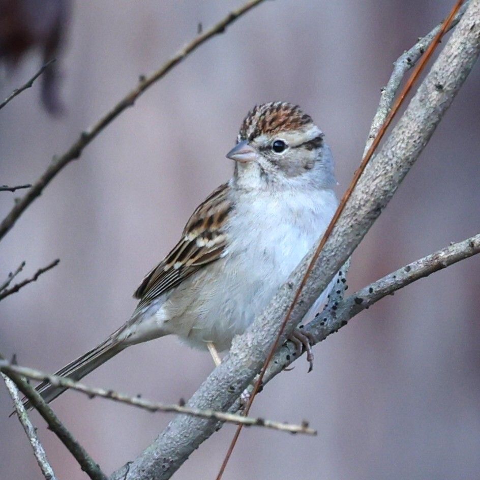gbif image for Spizella passerina