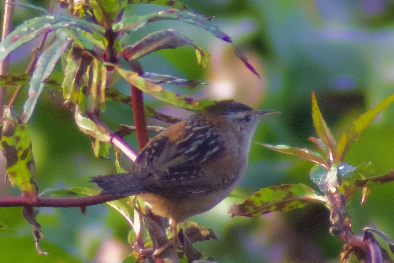 gbif image for Cistothorus palustris