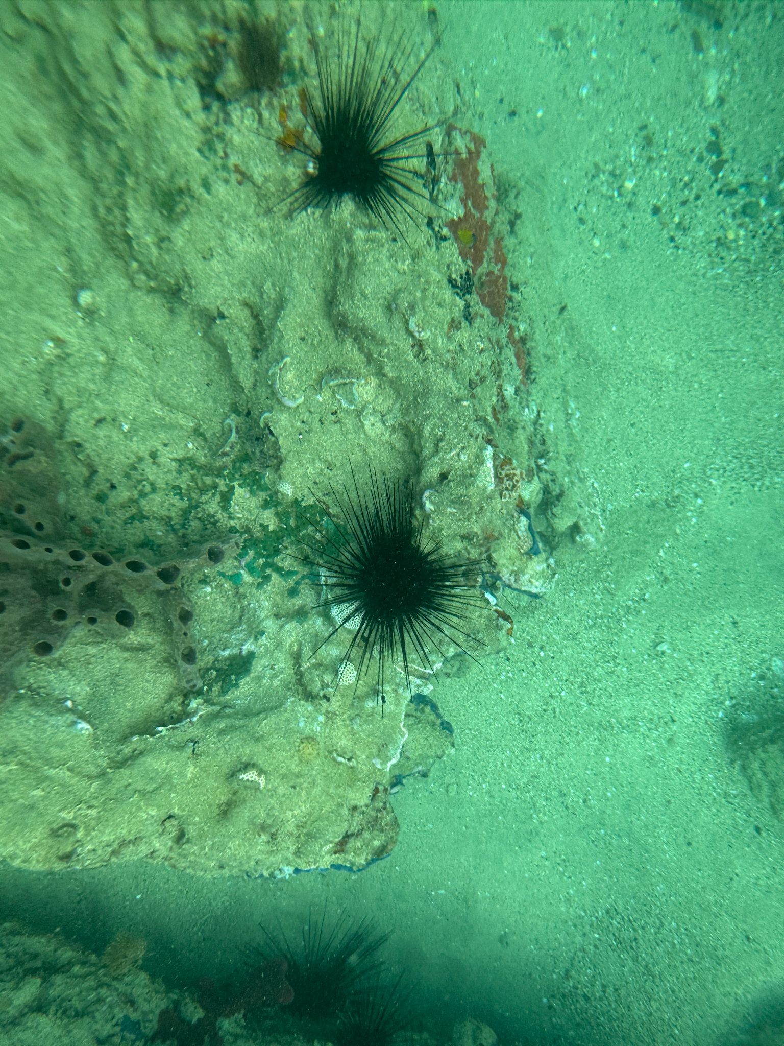 gbif image for Diadema antillarum