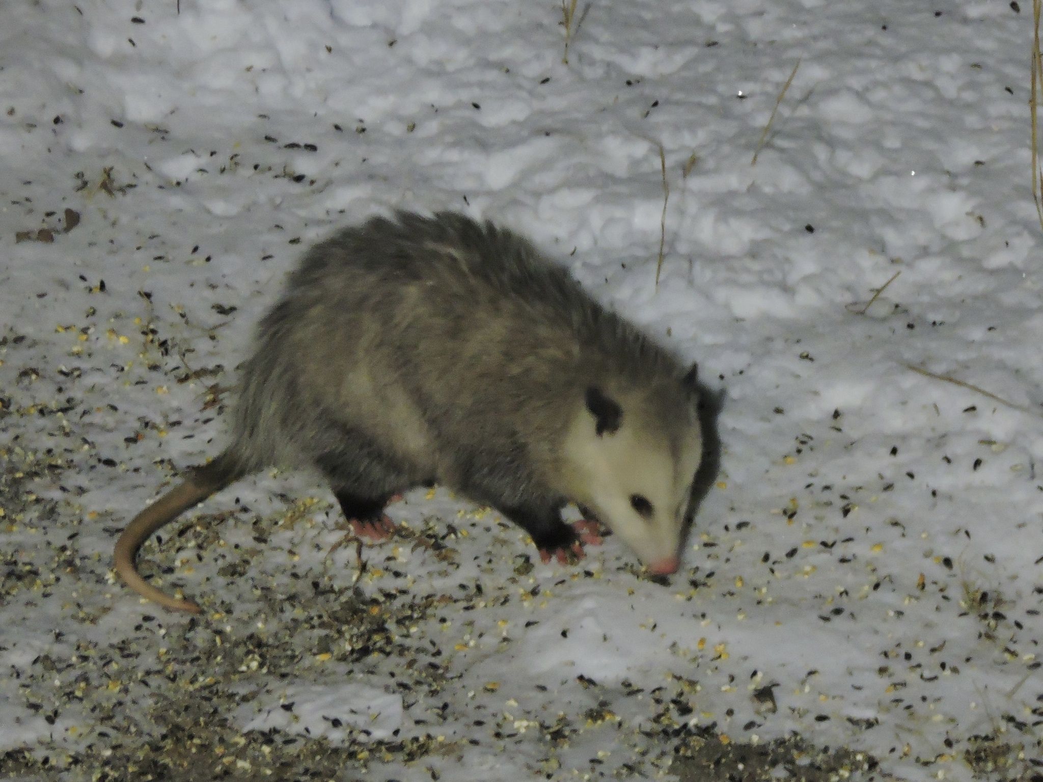 gbif image for Didelphis virginiana
