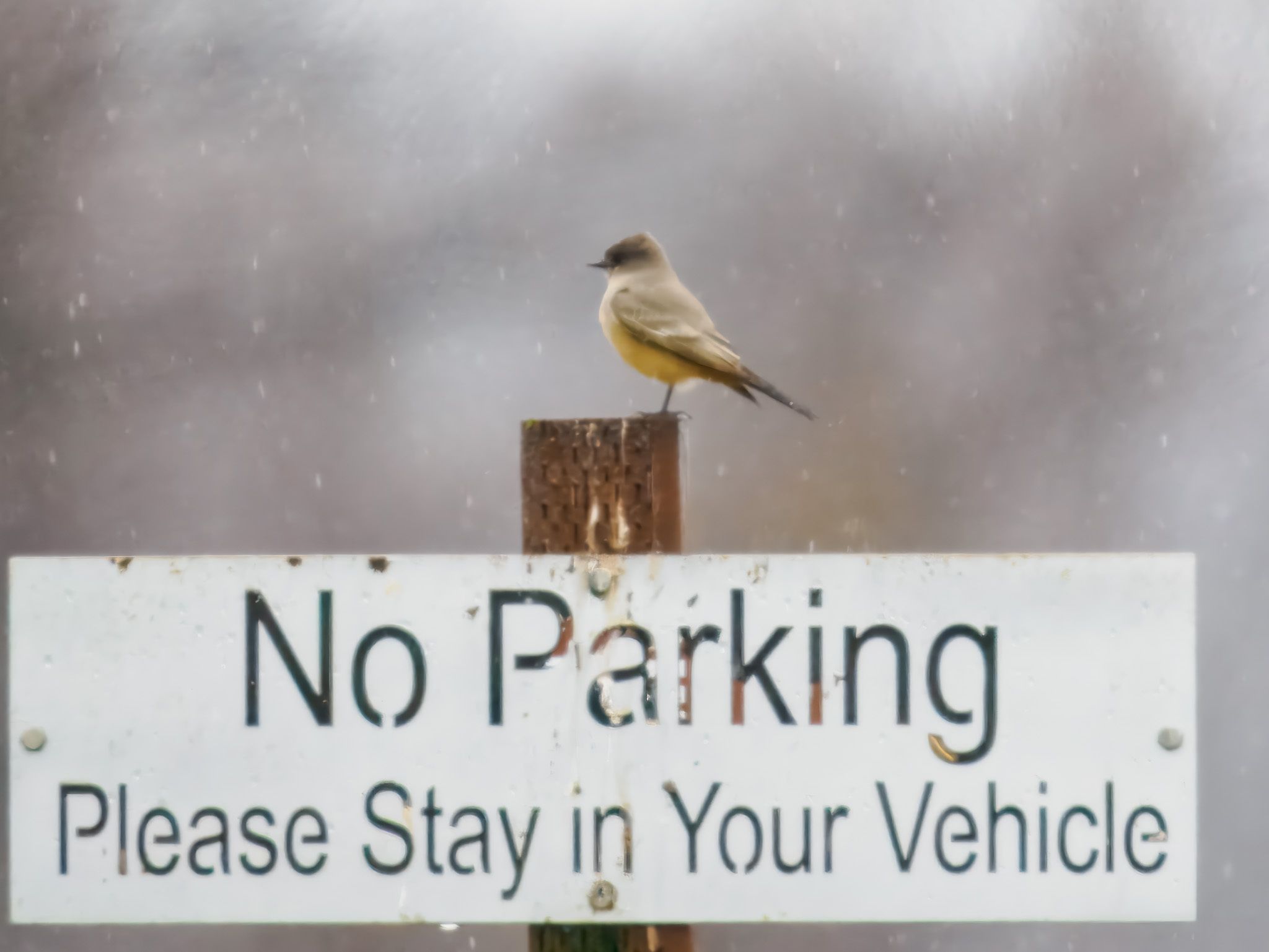 gbif image for Sayornis saya