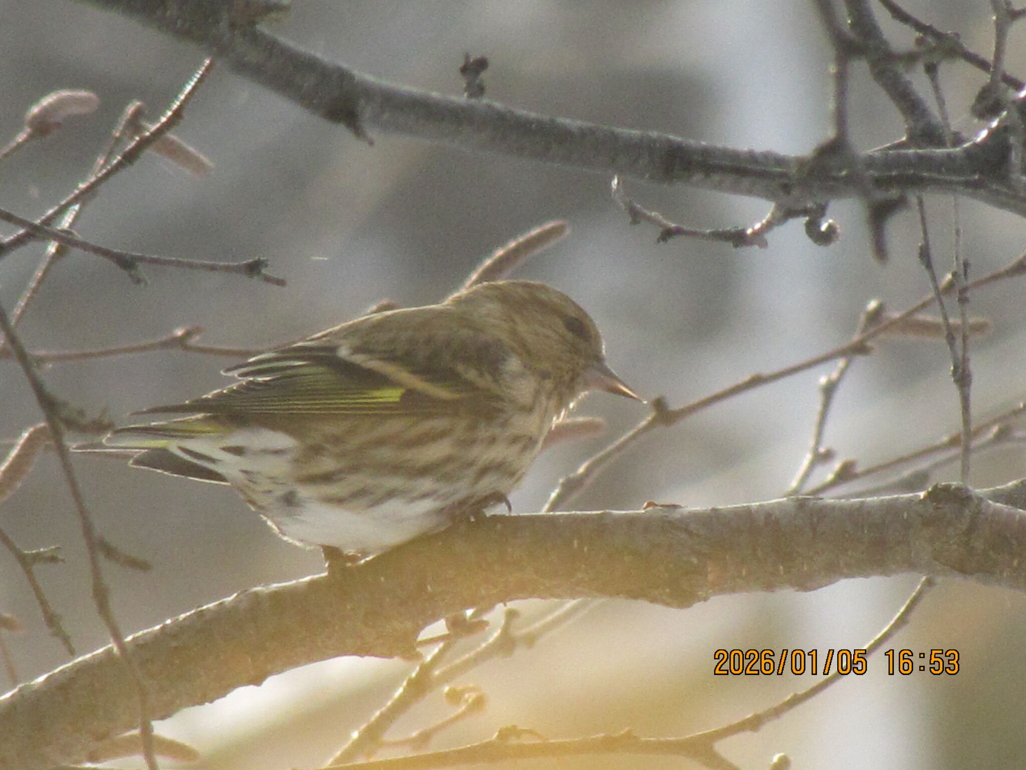 gbif image for Carduelis pinus