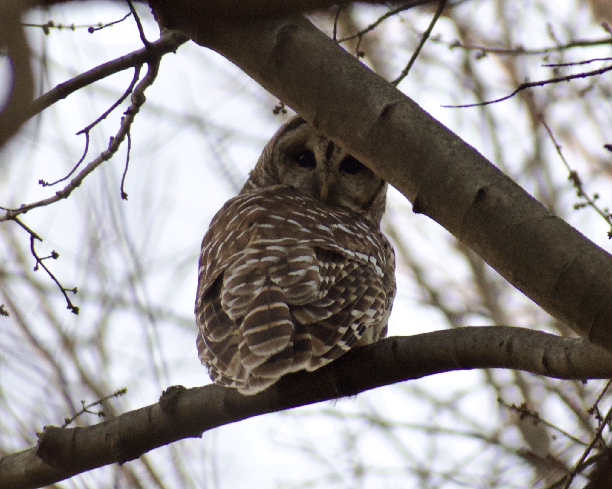 gbif image for Strix varia