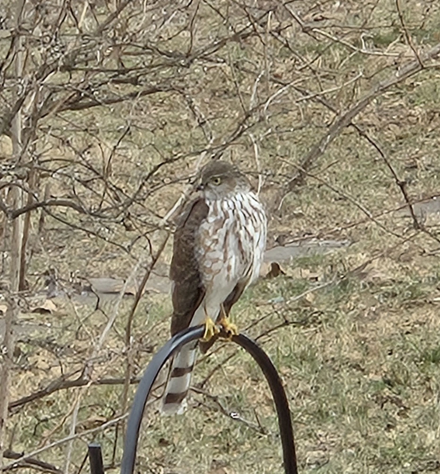 gbif image for Accipiter striatus