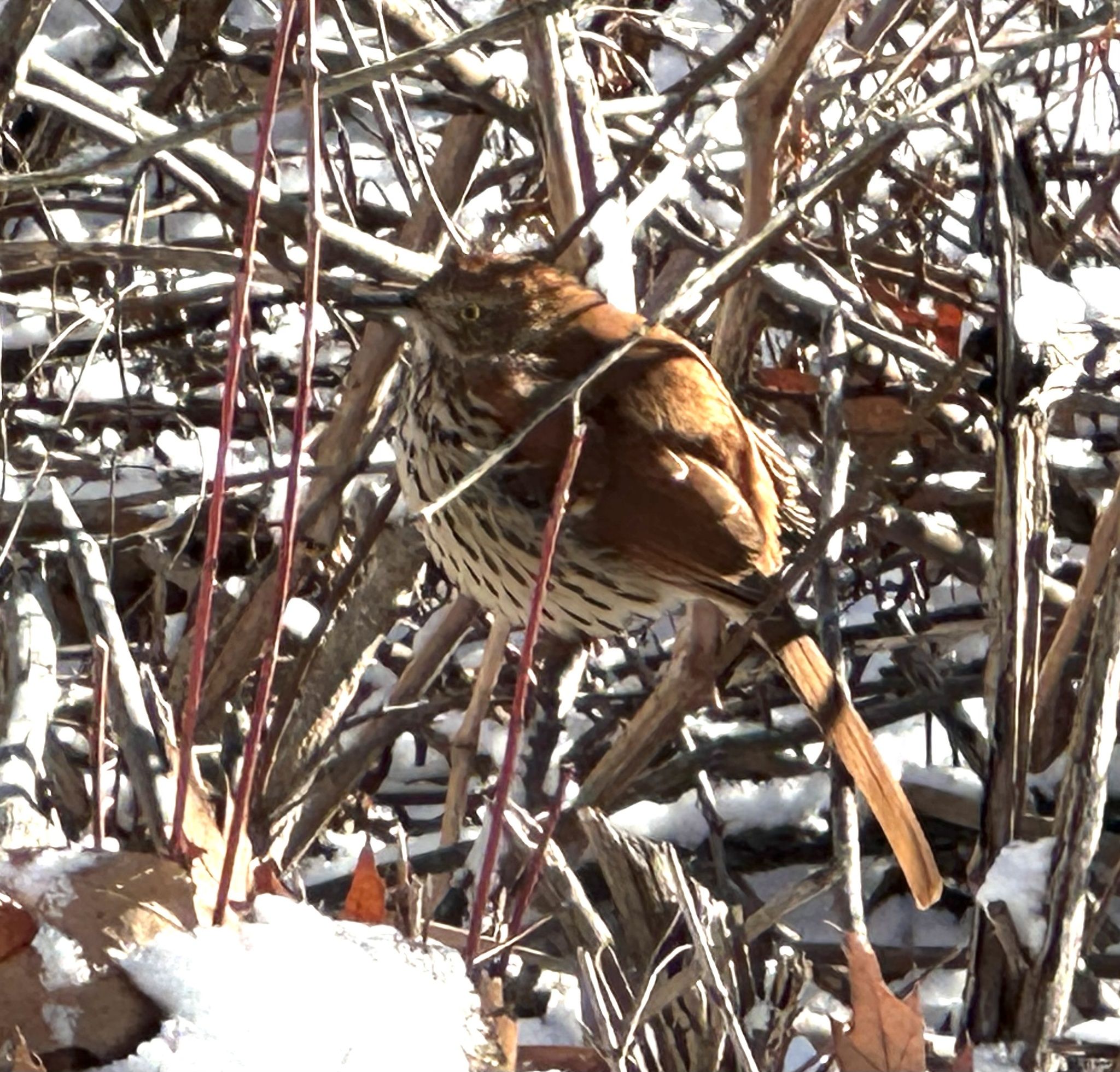 gbif image for Toxostoma rufum