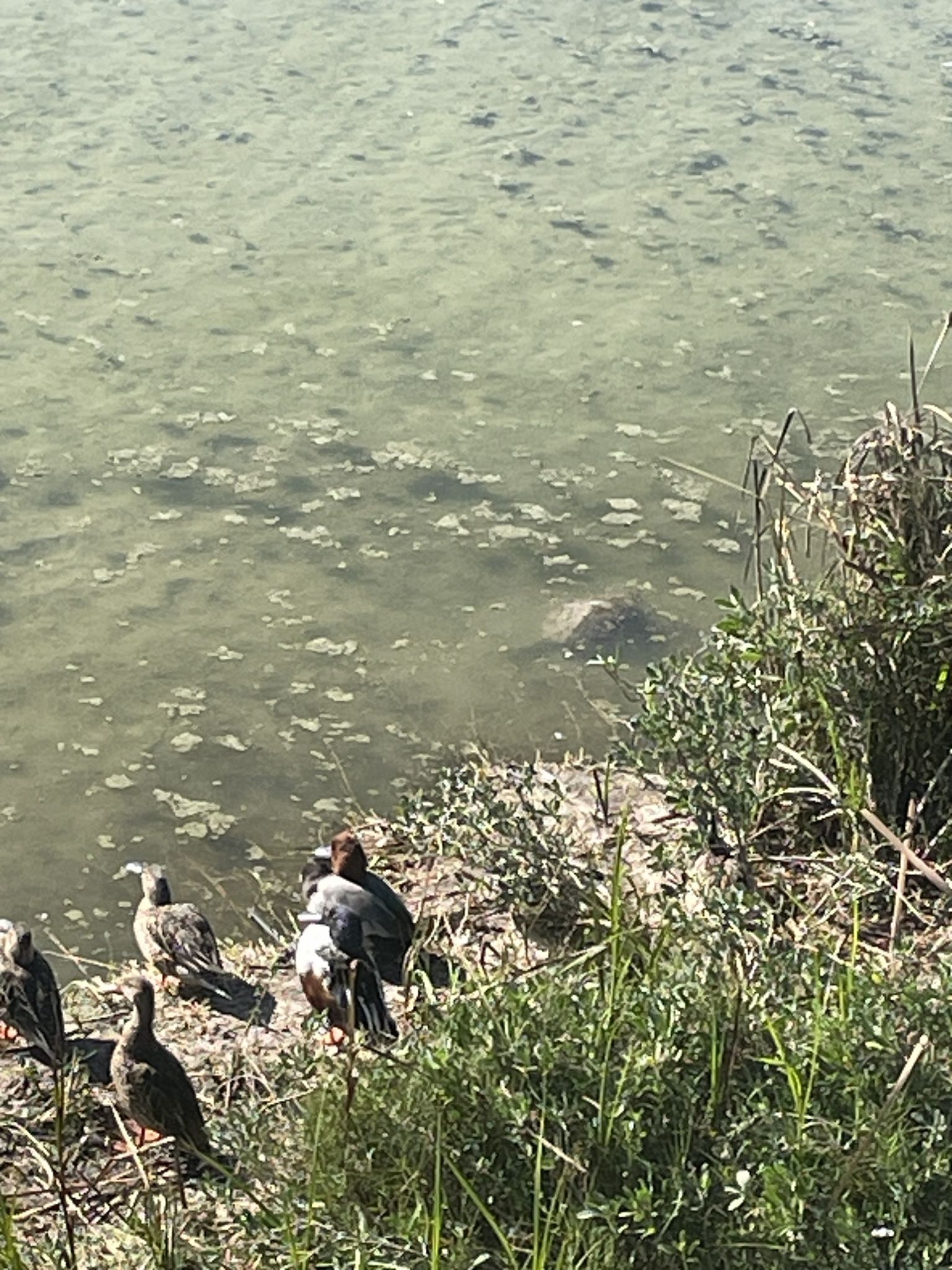 gbif image for Aythya americana