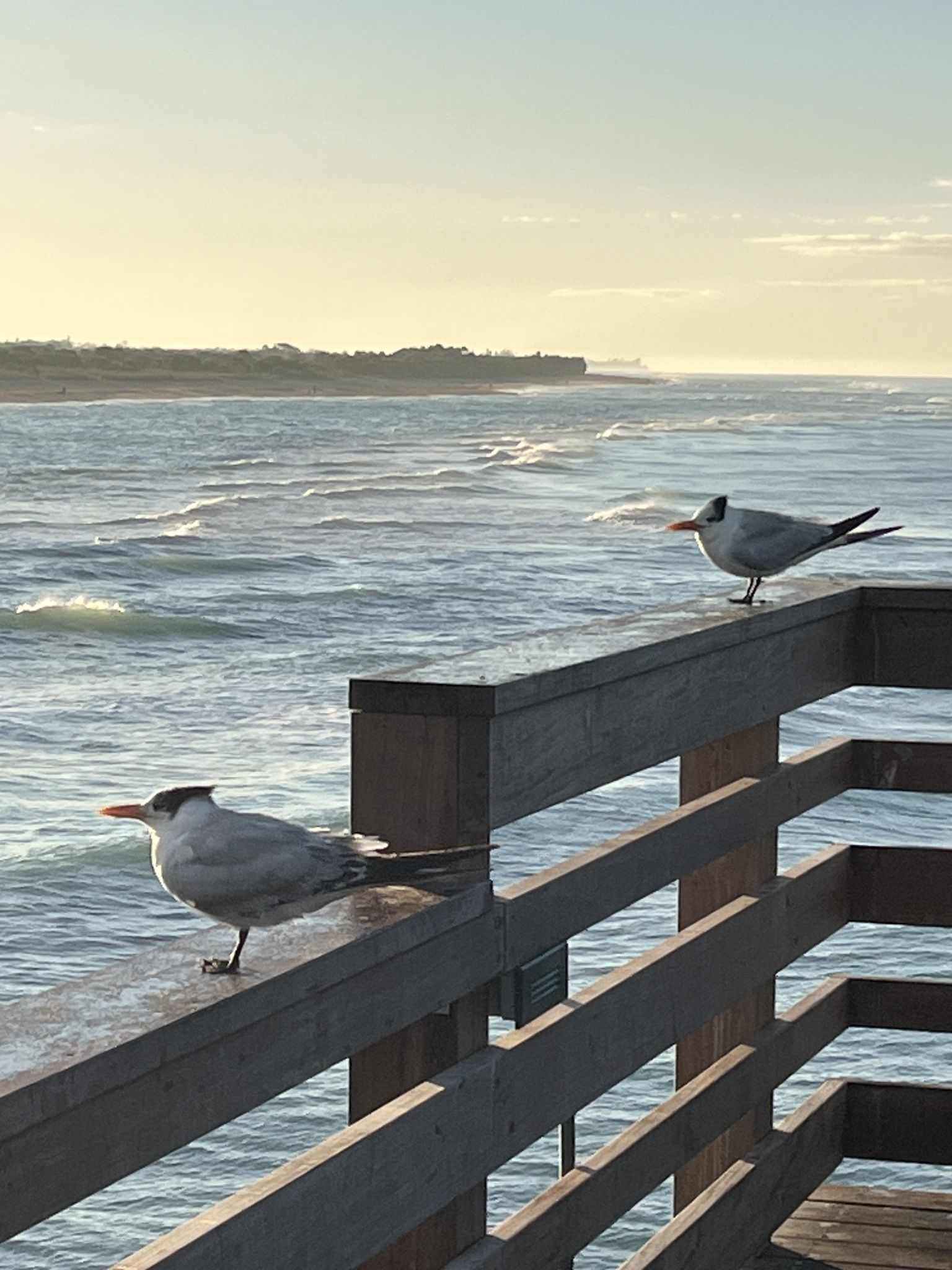 gbif image for Sterna maxima