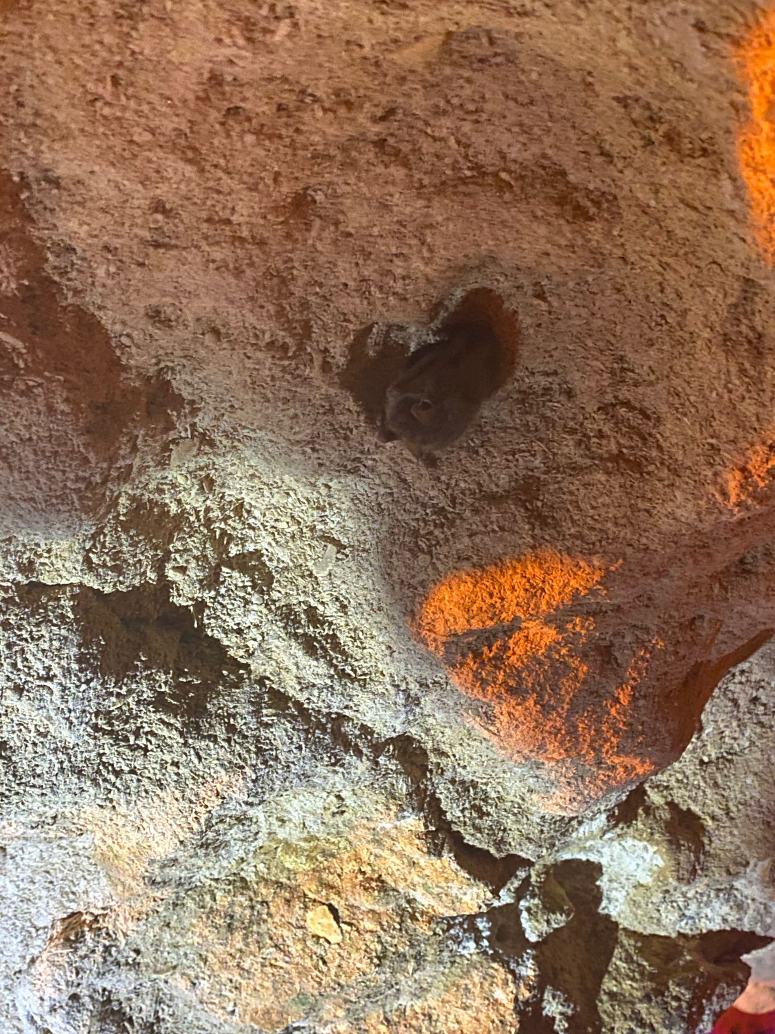 gbif image for Perimyotis subflavus