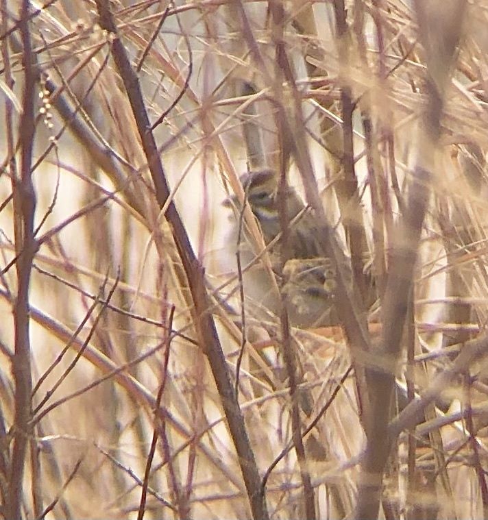 gbif image for Chondestes grammacus