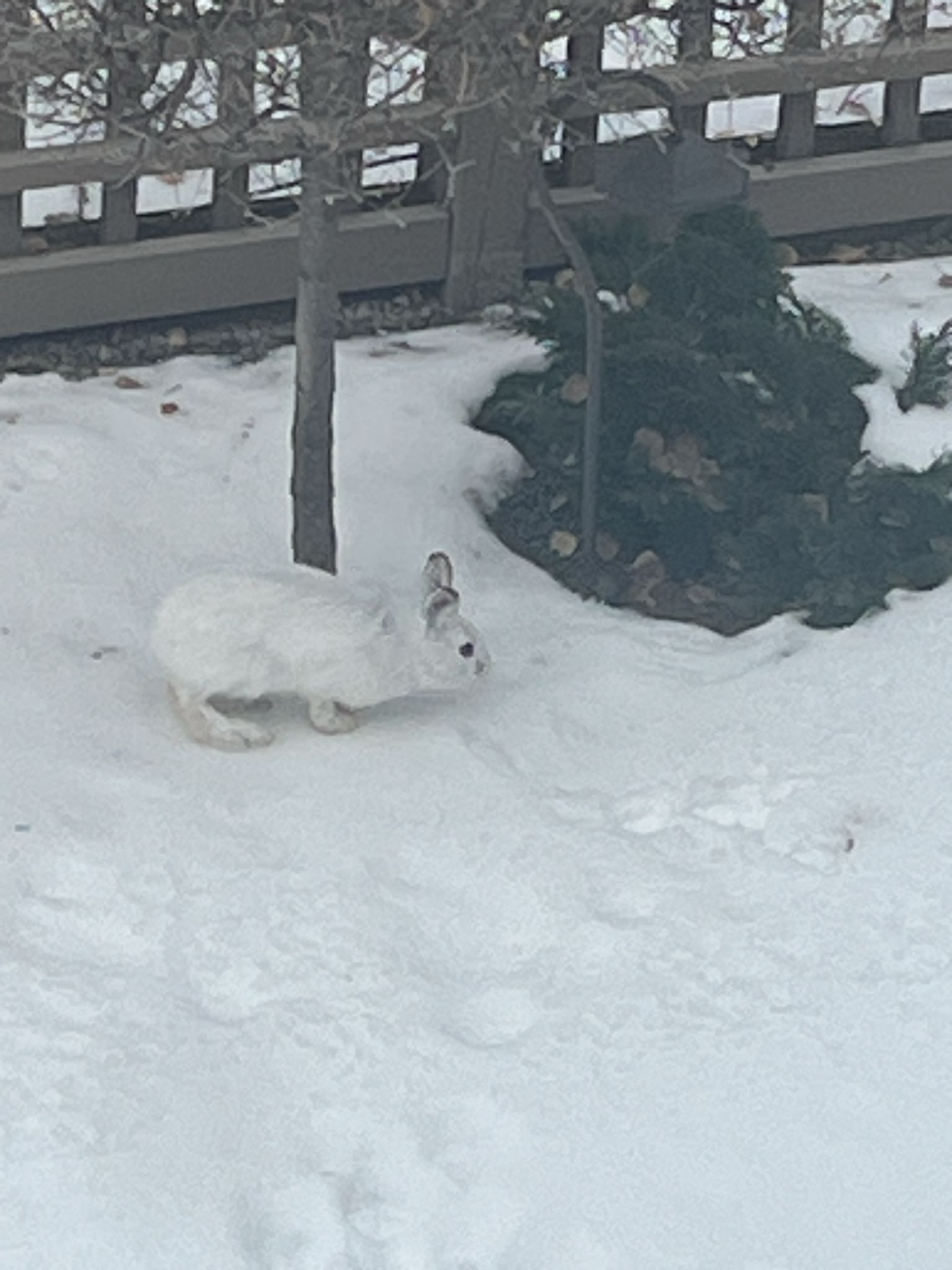 gbif image for Lepus americanus