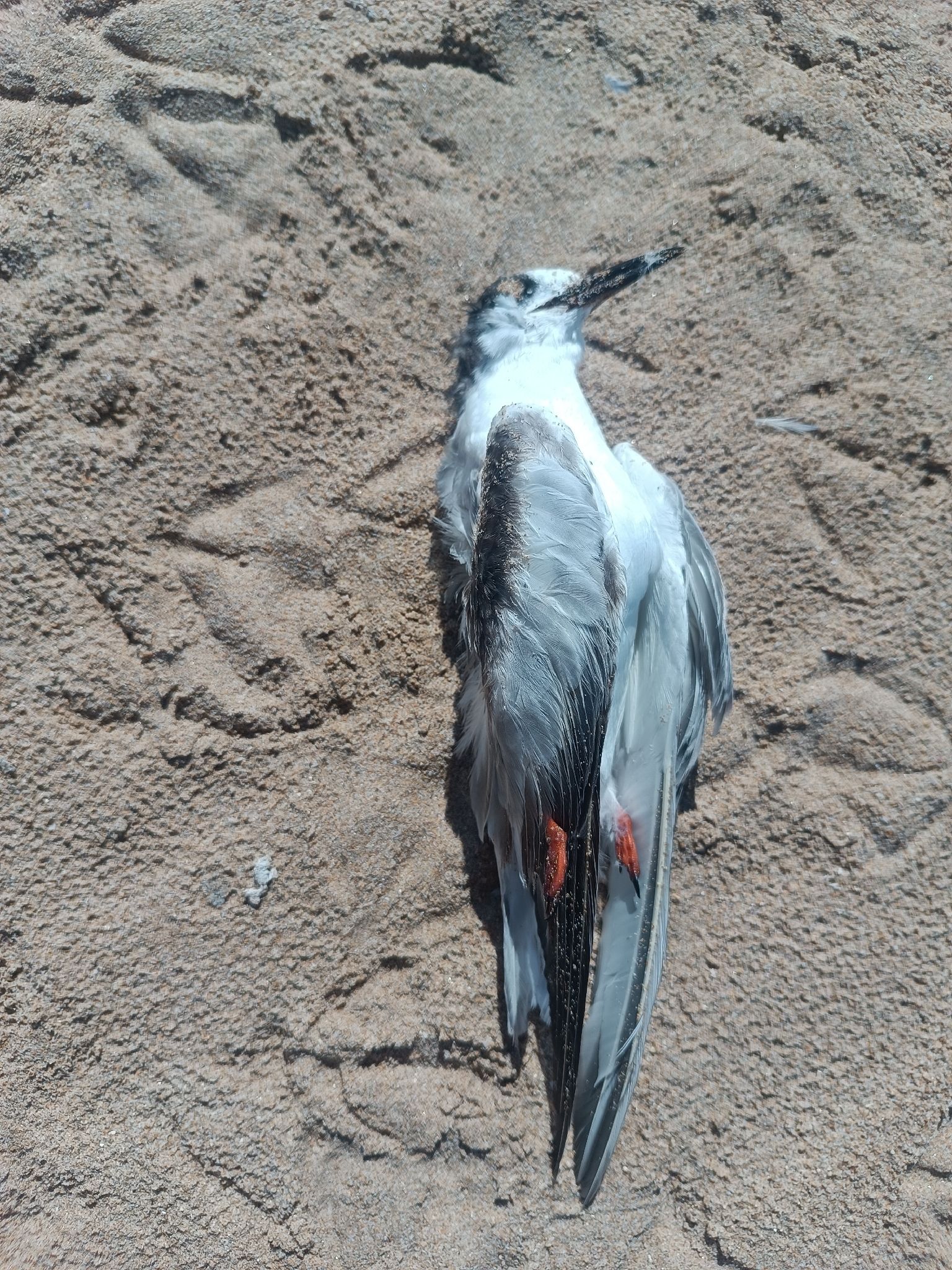 gbif image for Sterna hirundo