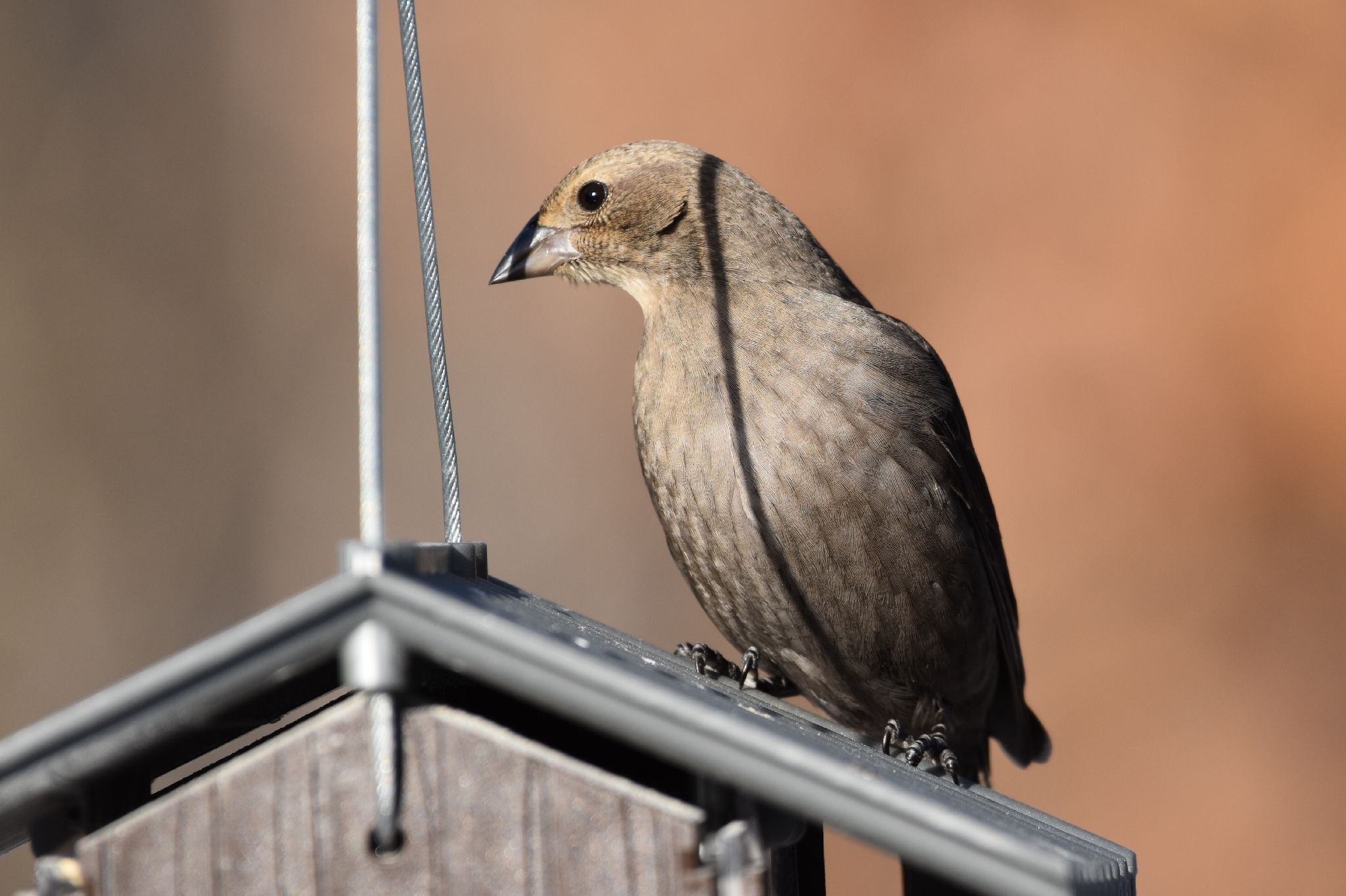 gbif image for Molothrus ater