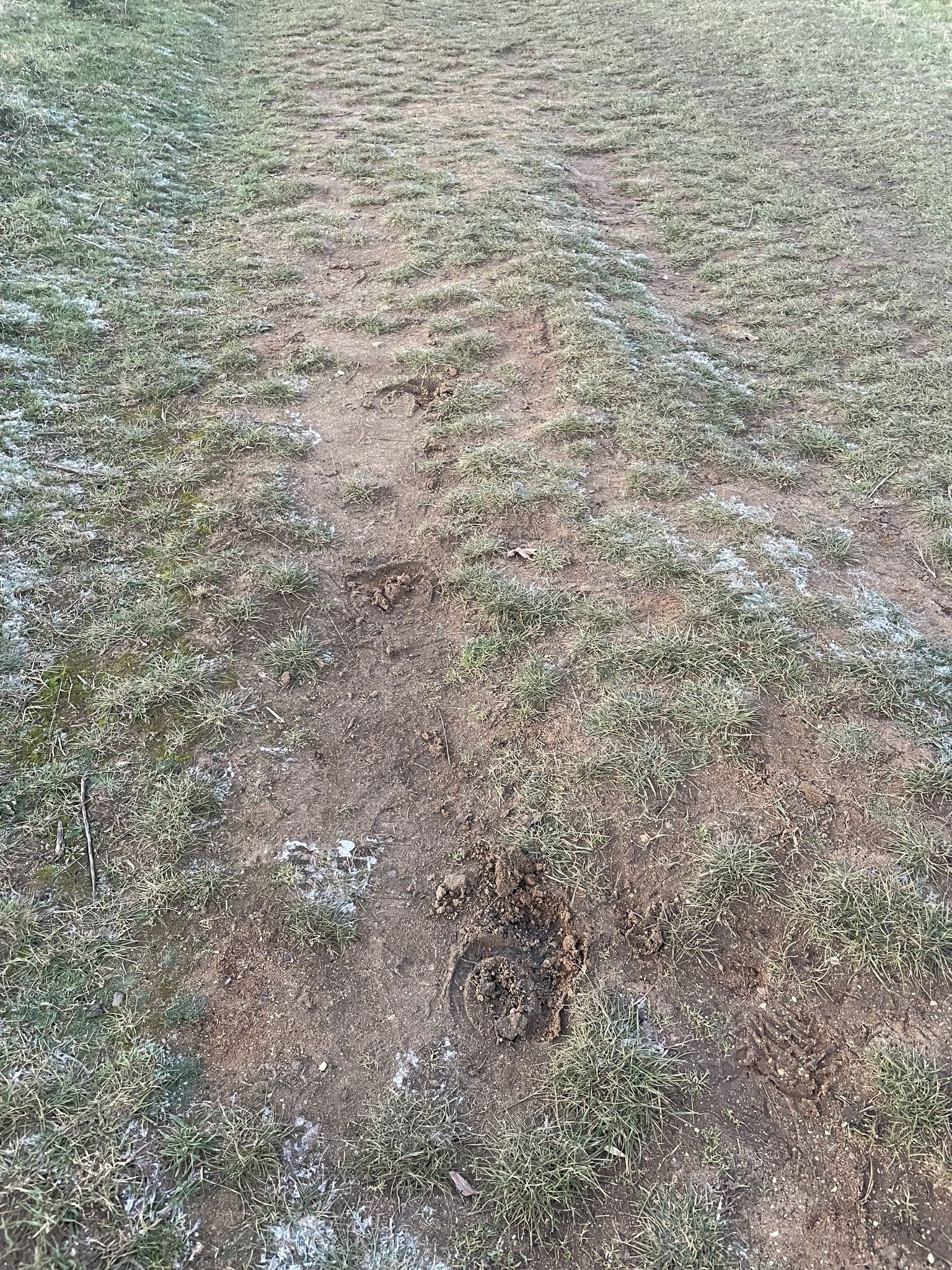 gbif image for Equus caballus