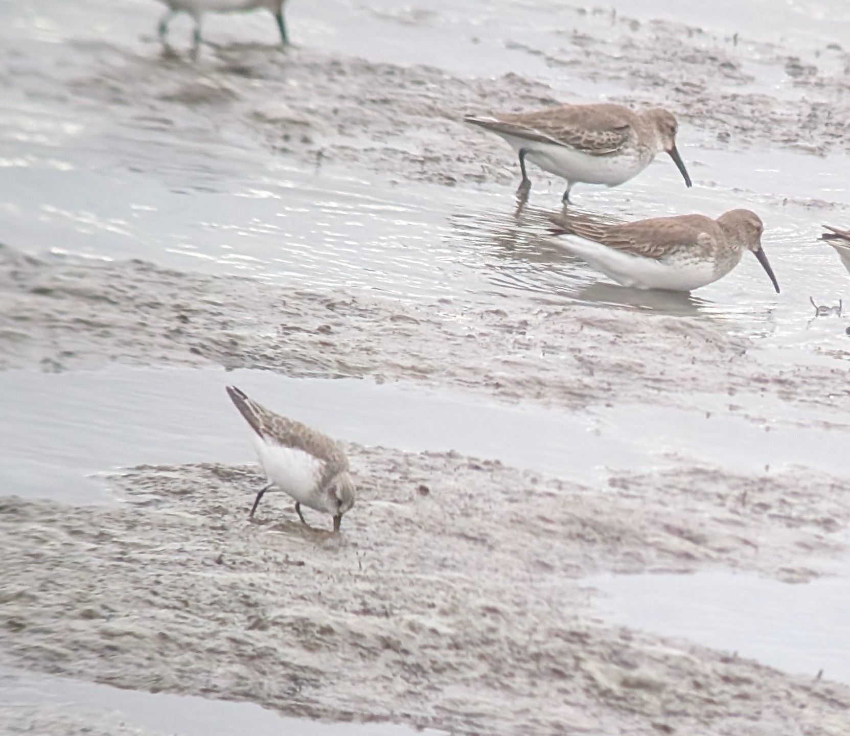 gbif image for Calidris mauri