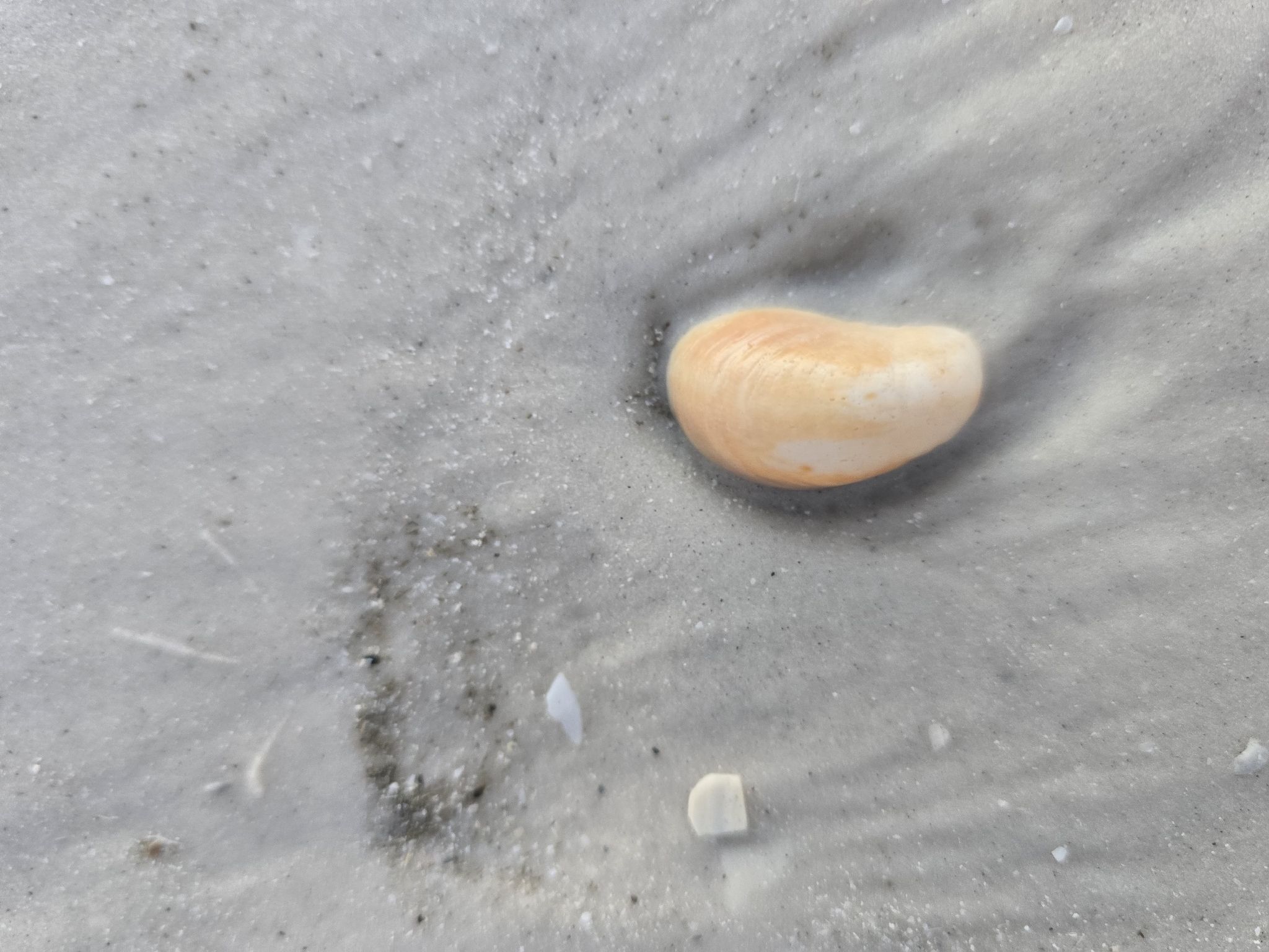 gbif image for Crepidula fornicata