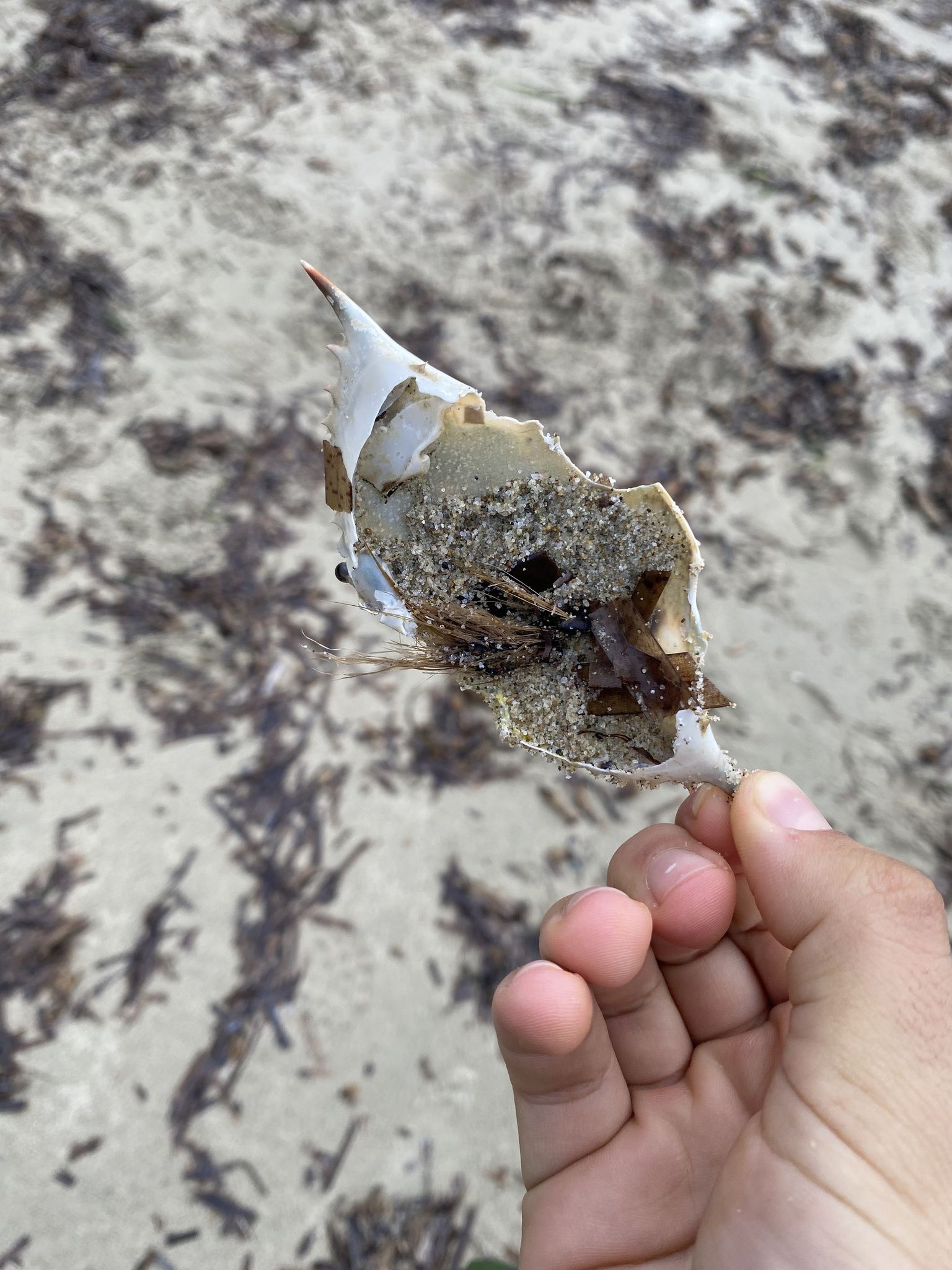 gbif image for Callinectes sapidus