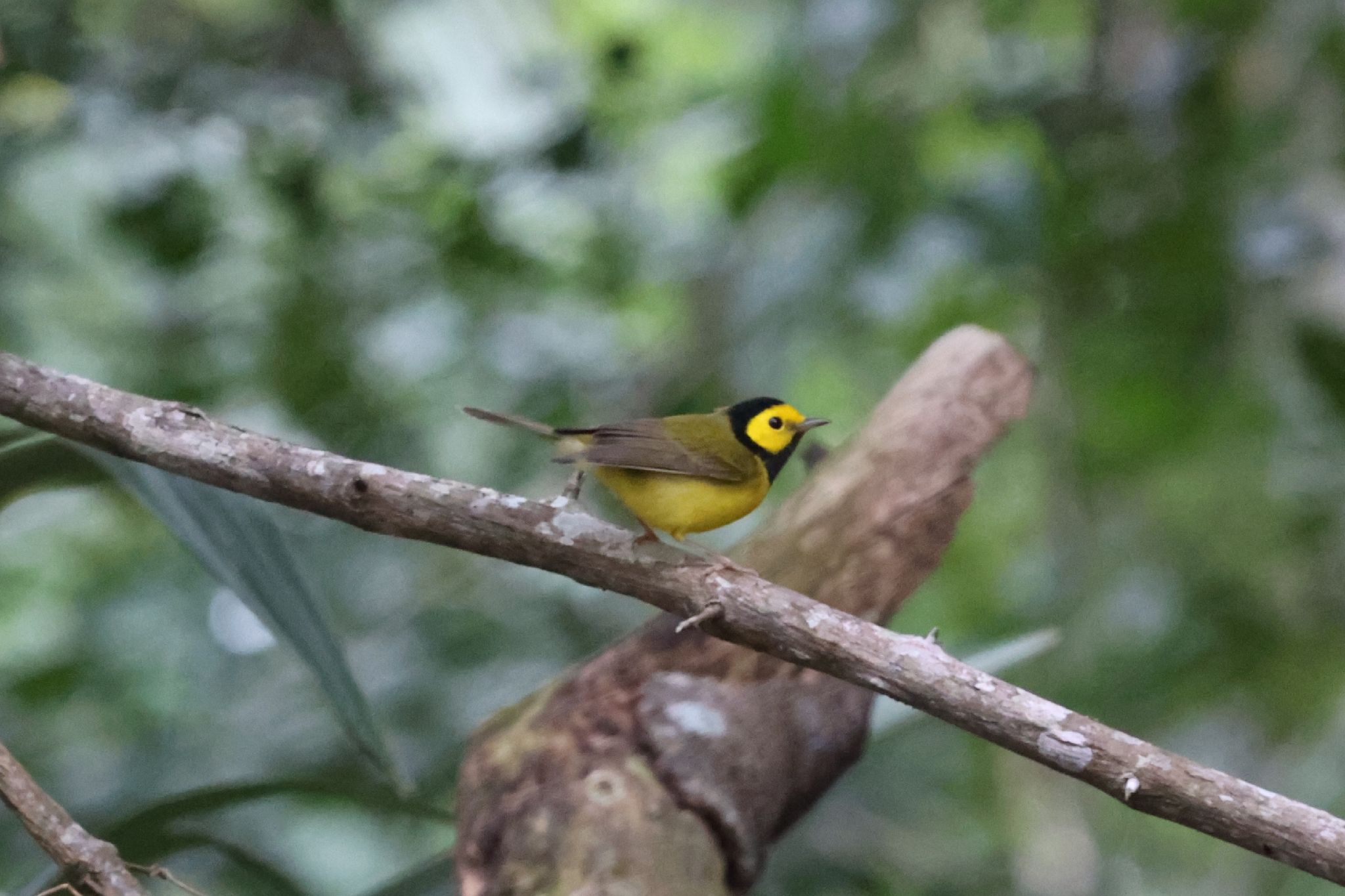 gbif image for Wilsonia citrina