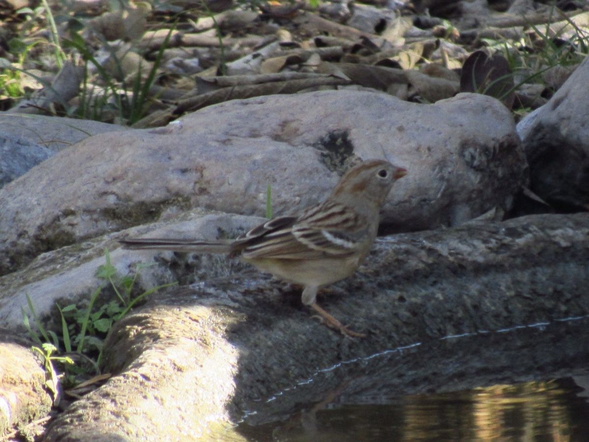 gbif image for Spizella pusilla