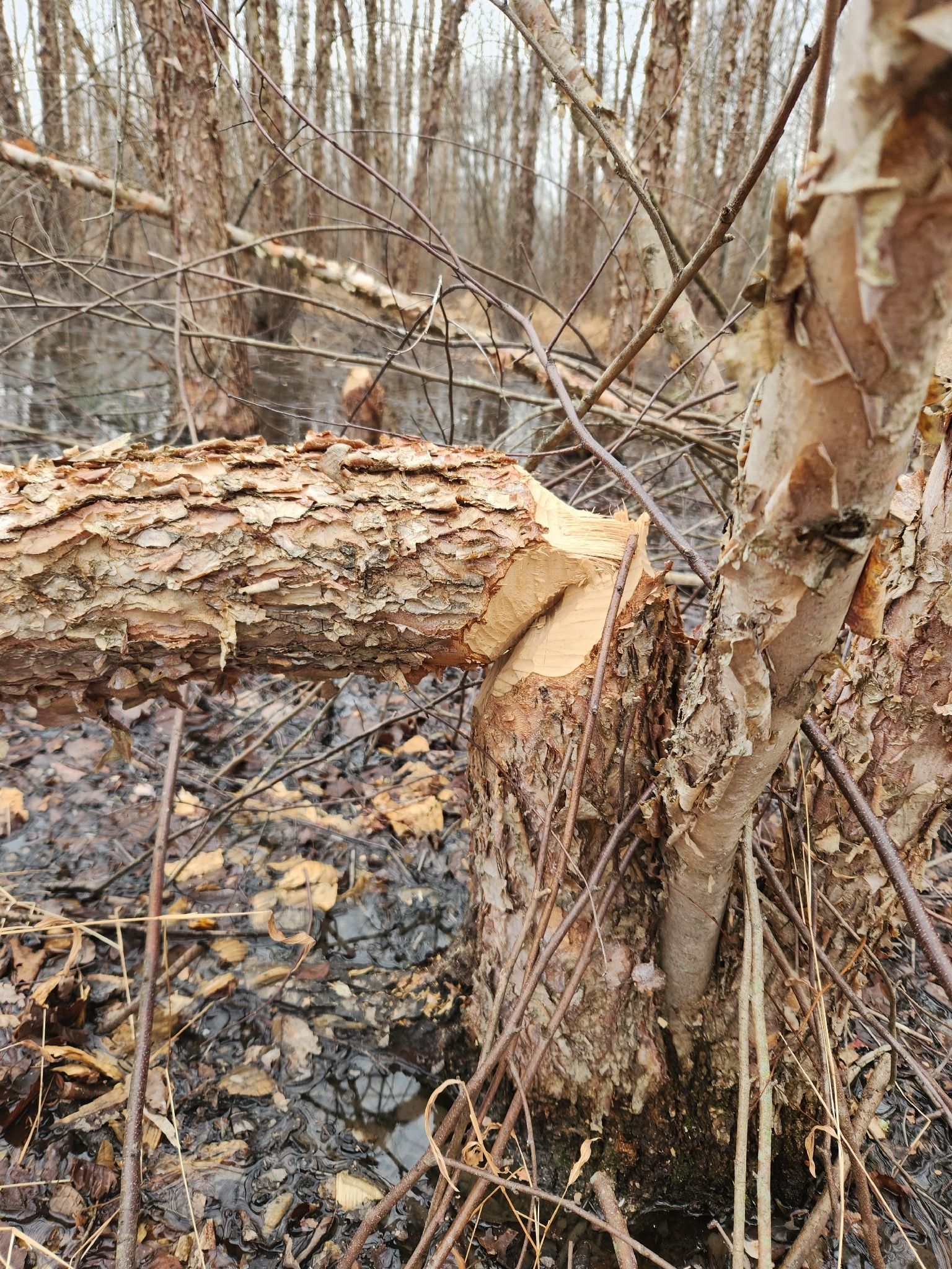 gbif image for Castor canadensis