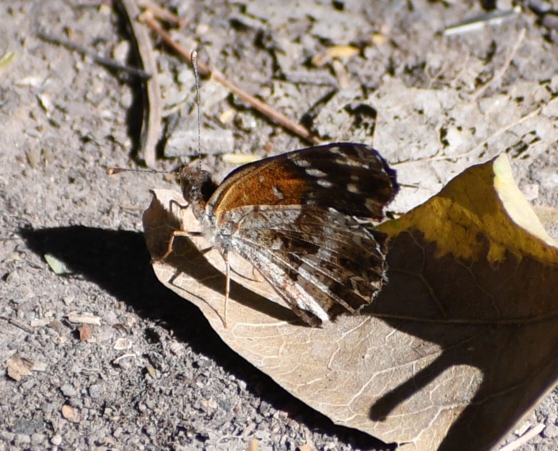 gbif image for Anthanassa texana