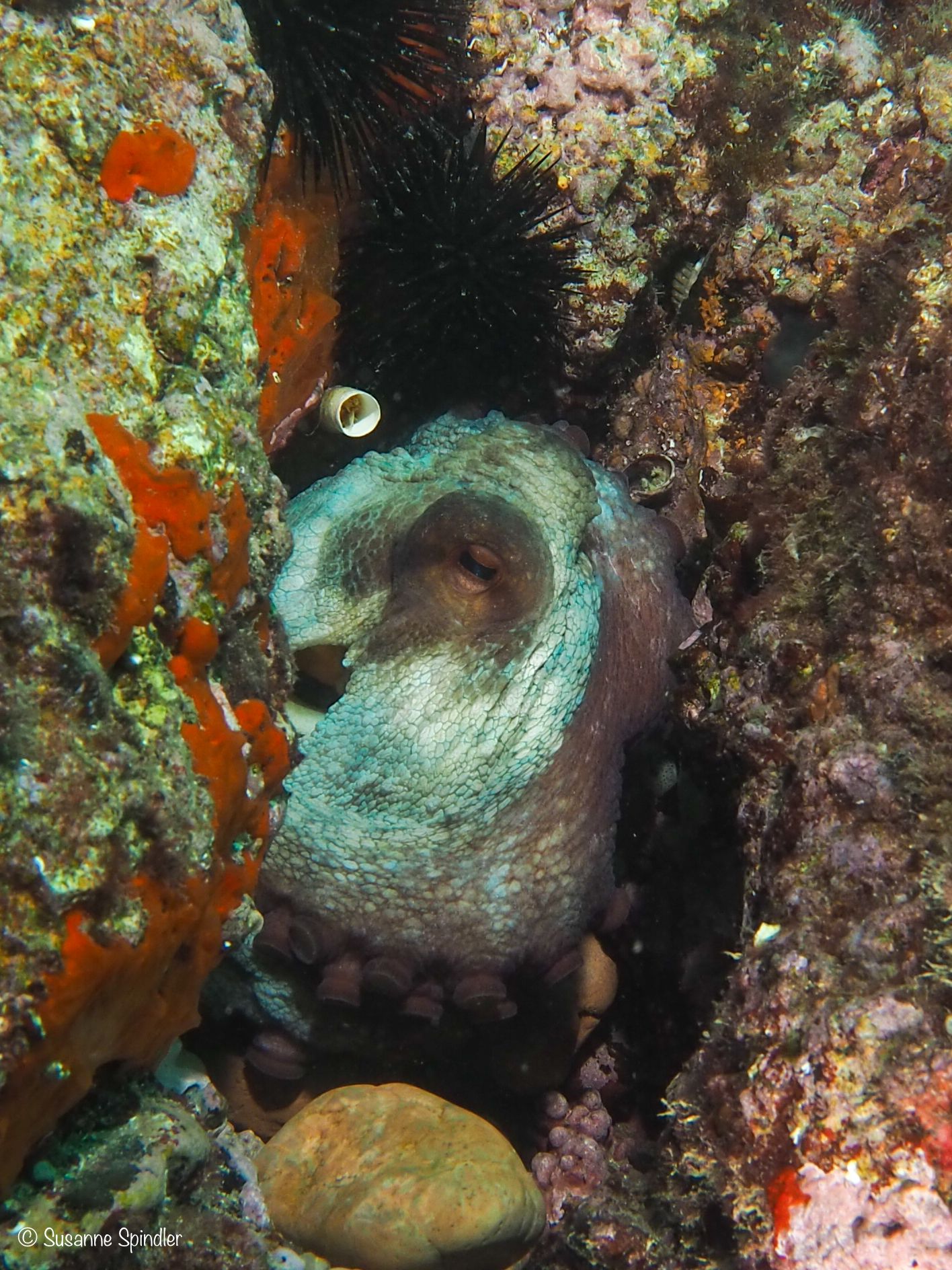 gbif image for Octopus vulgaris