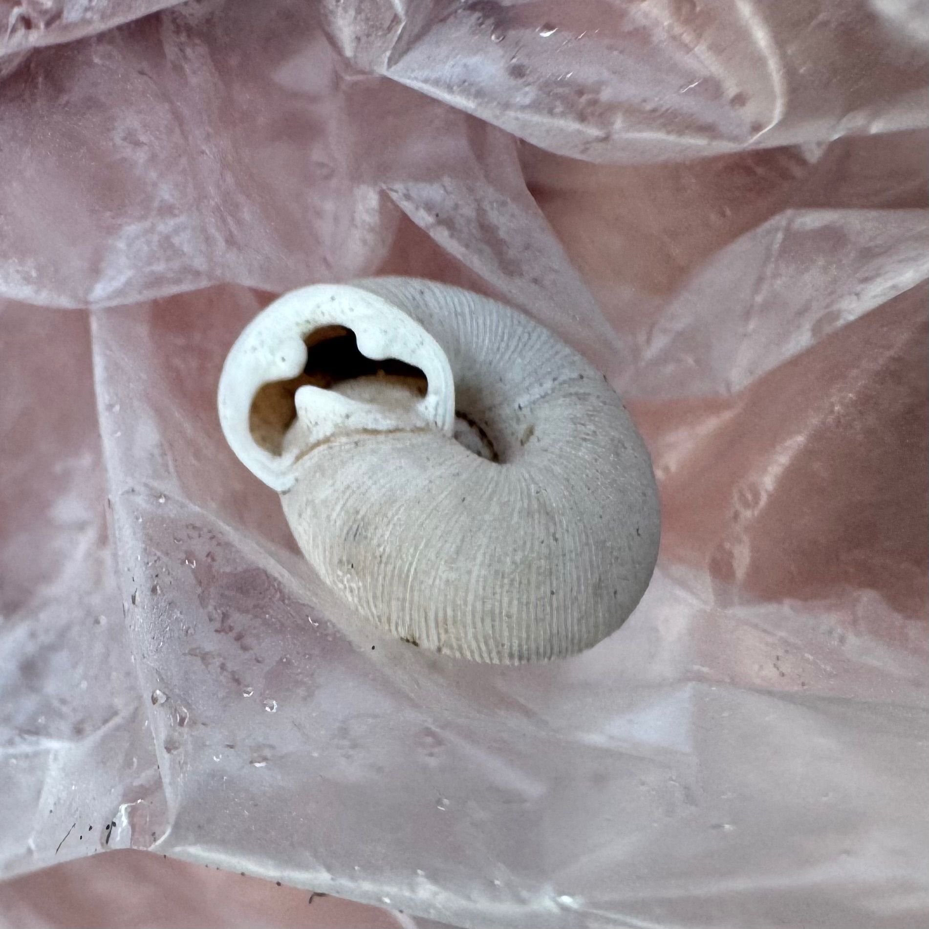 gbif image for Triodopsis hopetonensis