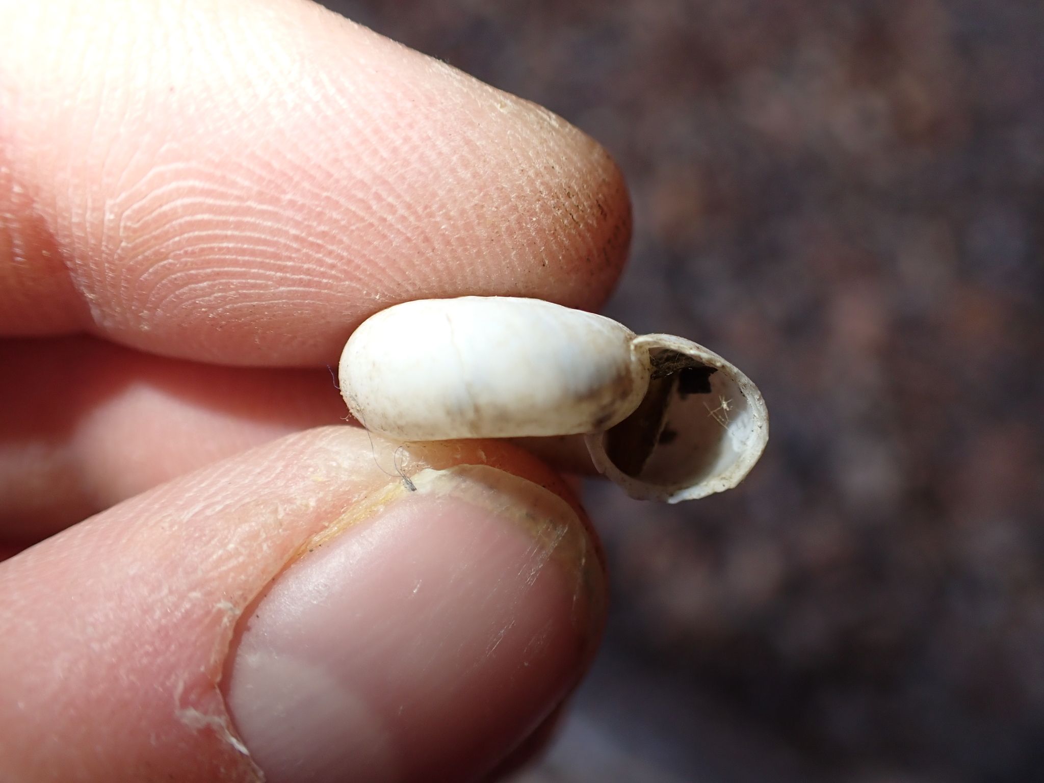 gbif image for Haplotrema concavum