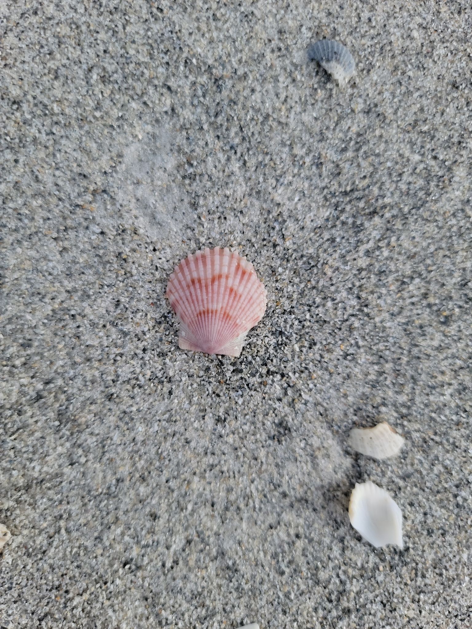 gbif image for Argopecten gibbus