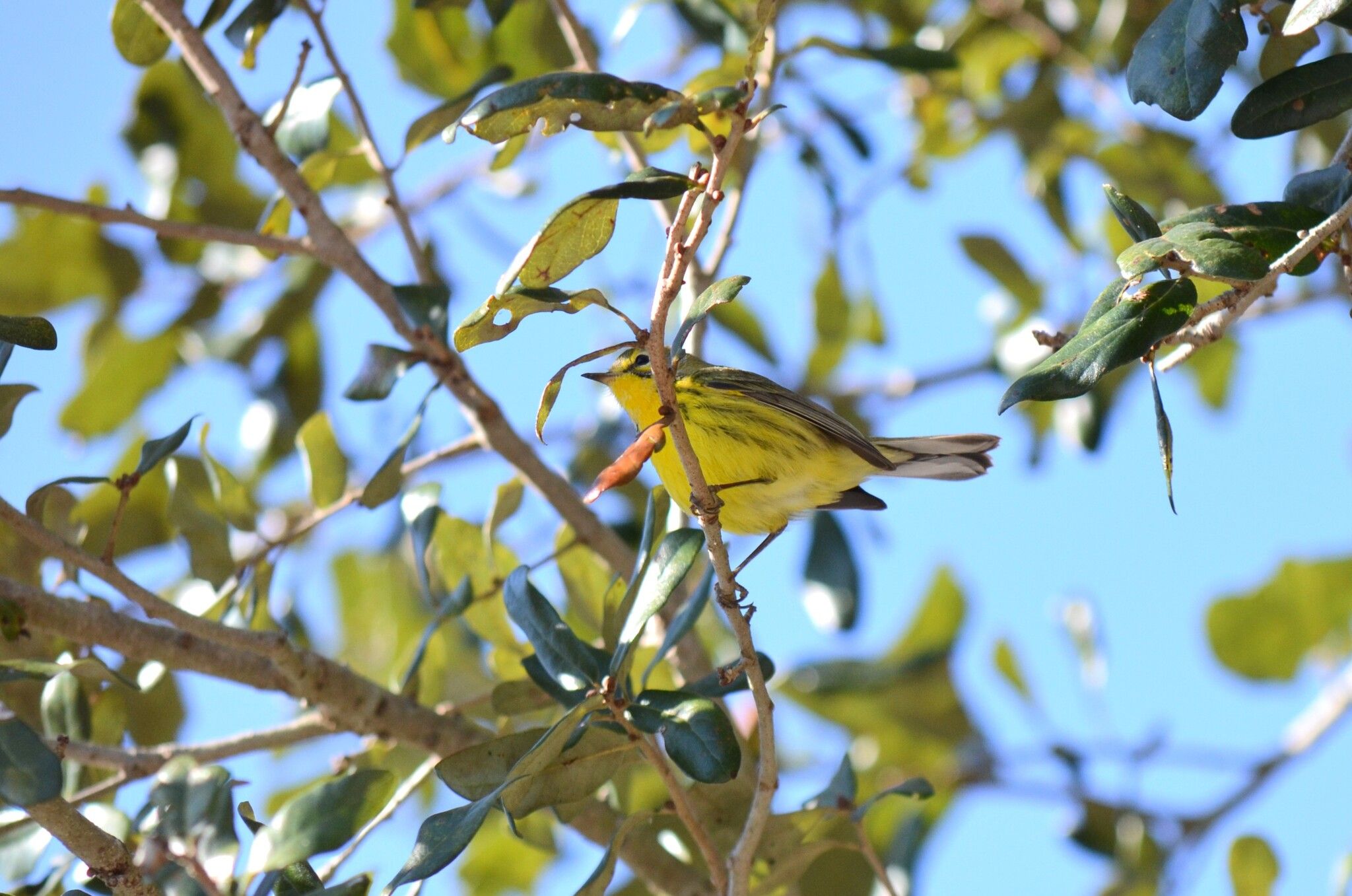 gbif image for Dendroica discolor