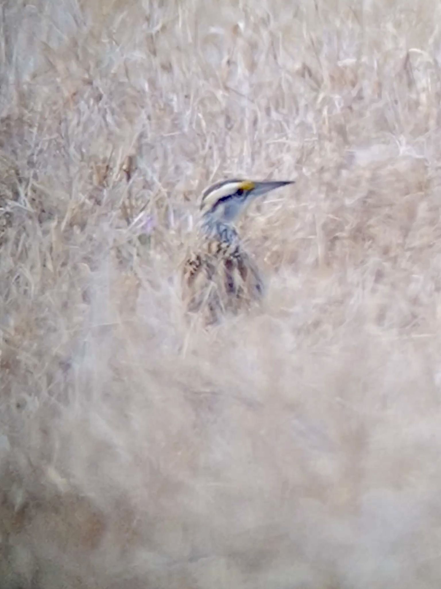 gbif image for Sturnella magna