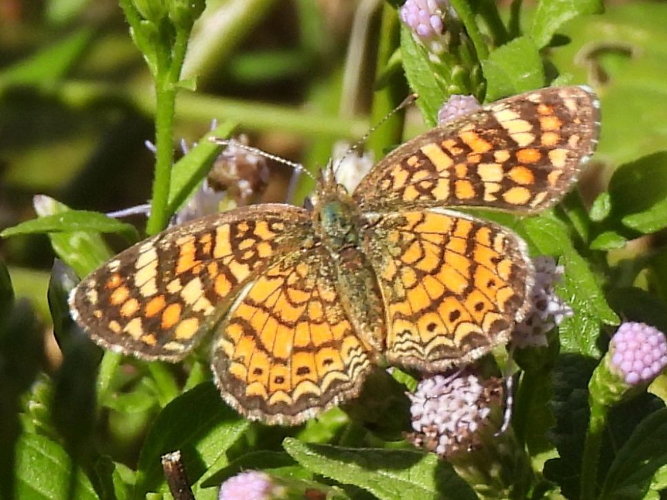 gbif image for Phyciodes vesta