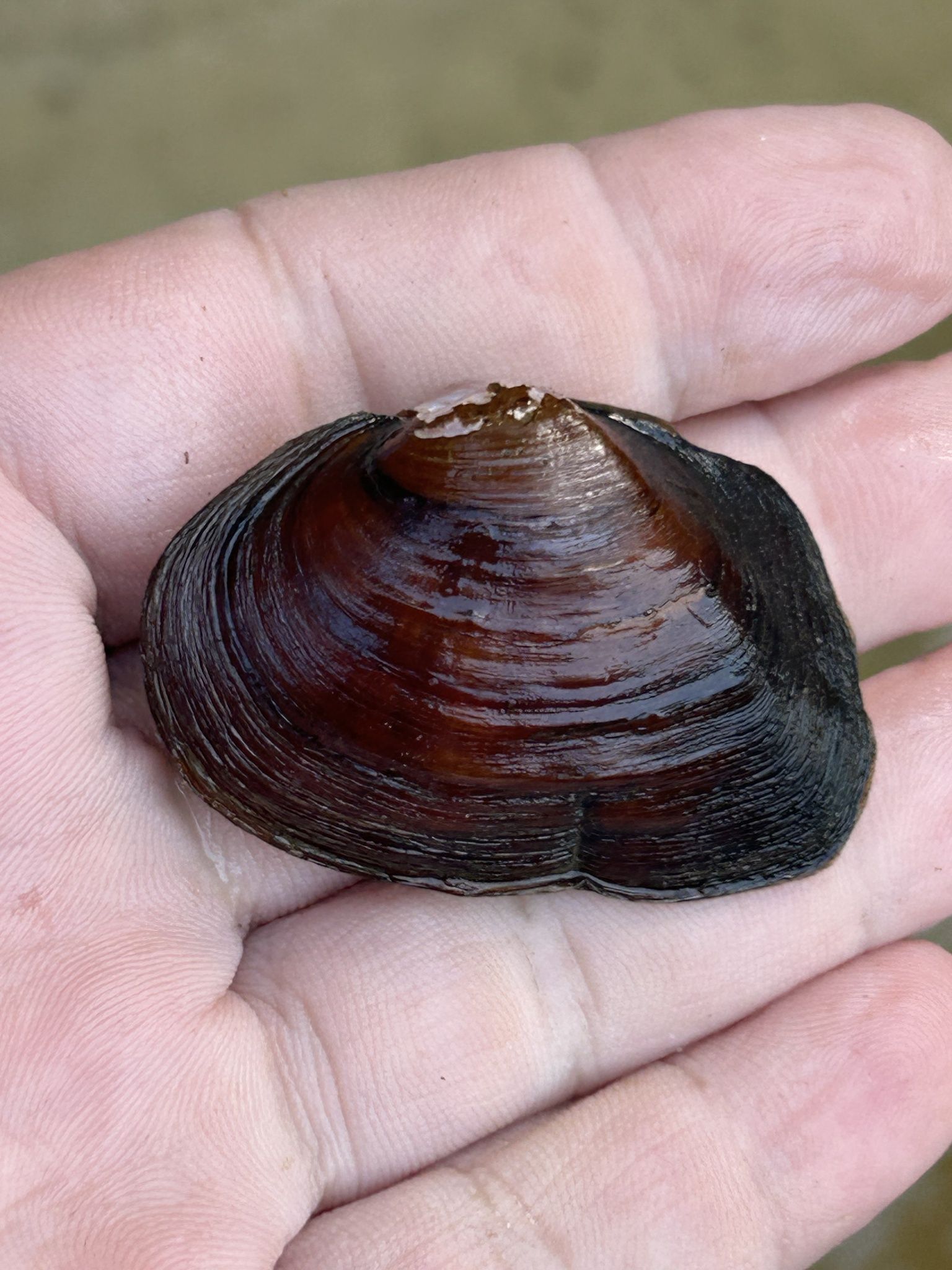 gbif image for Fusconaia escambia