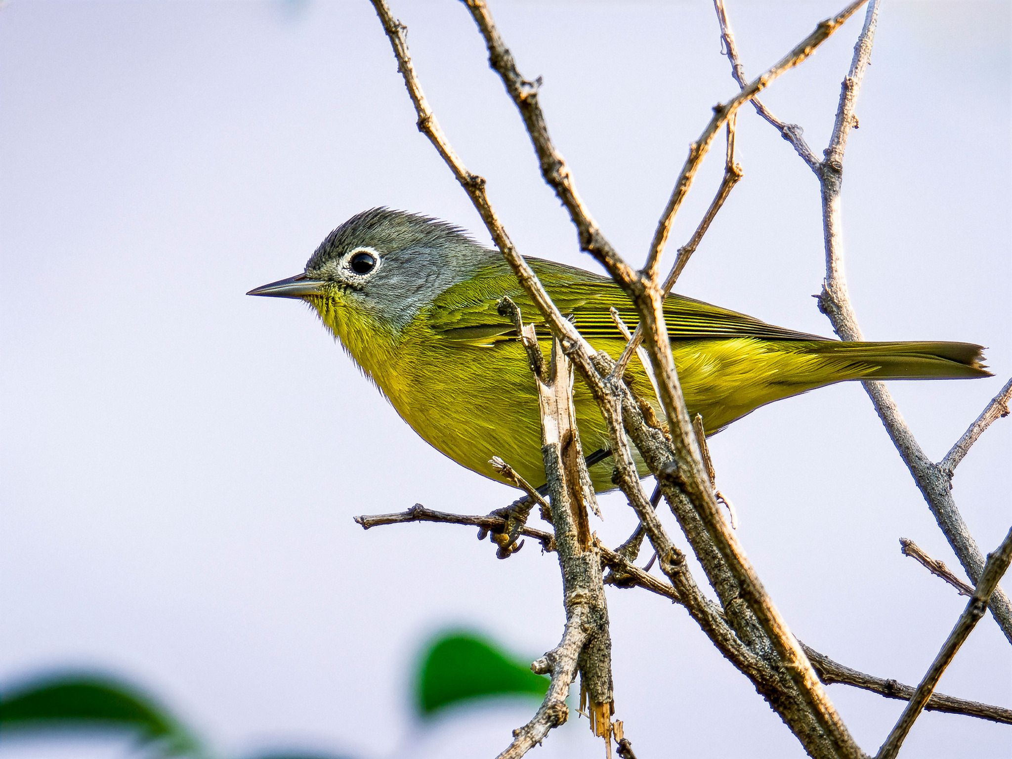 gbif image for Vermivora ruficapilla