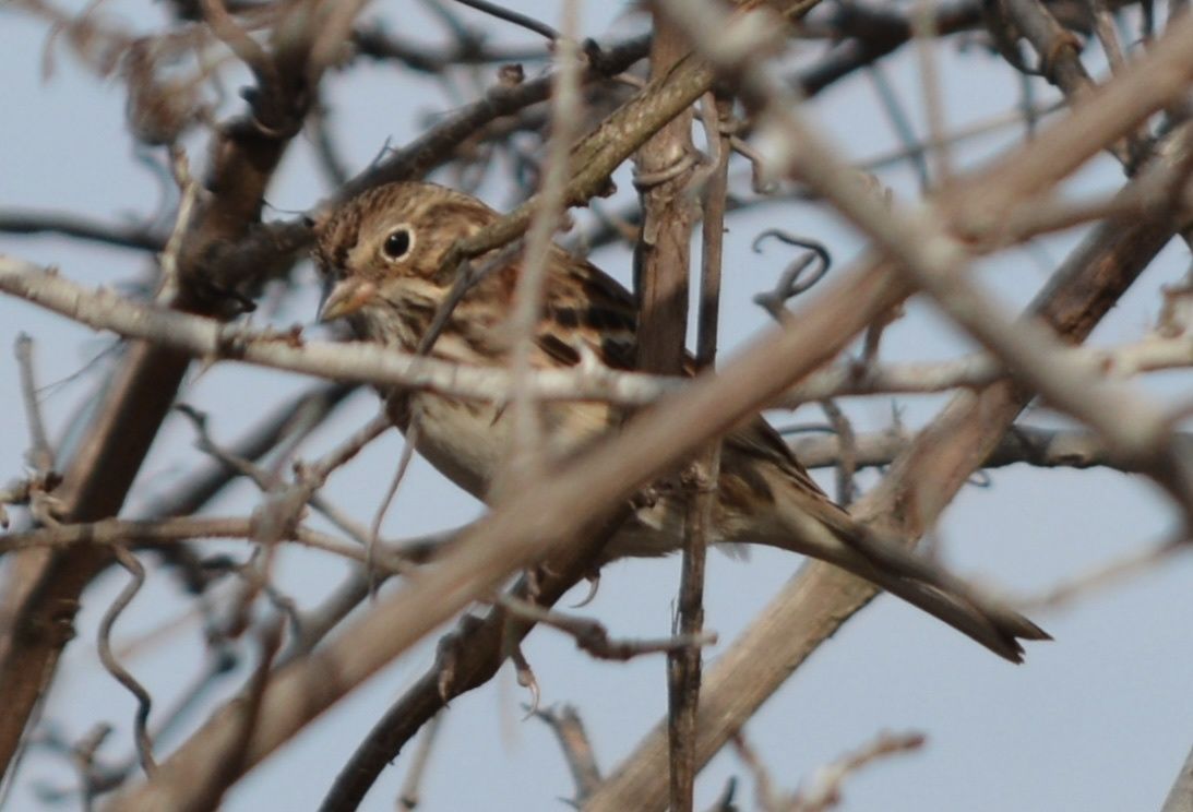 gbif image for Pooecetes gramineus