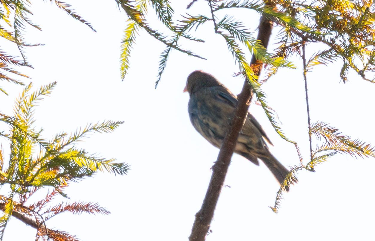 gbif image for Passerina cyanea