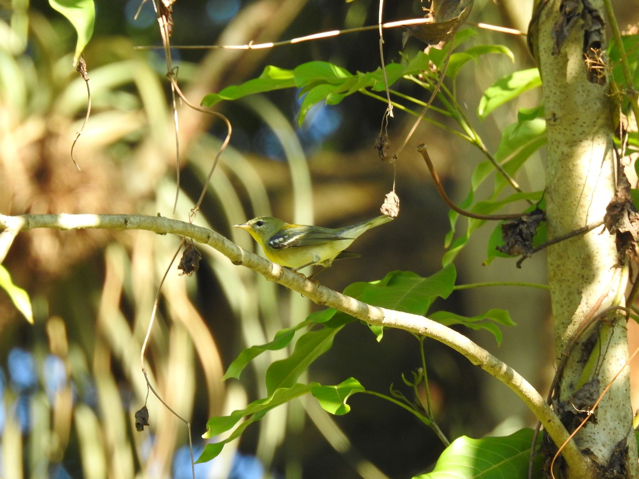 gbif image for Parula americana