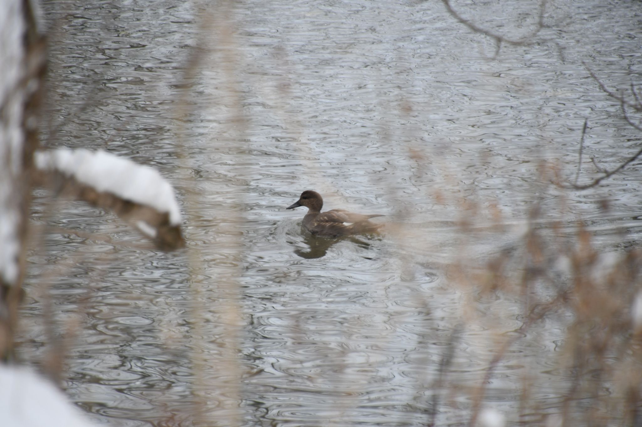 gbif image for Anas strepera