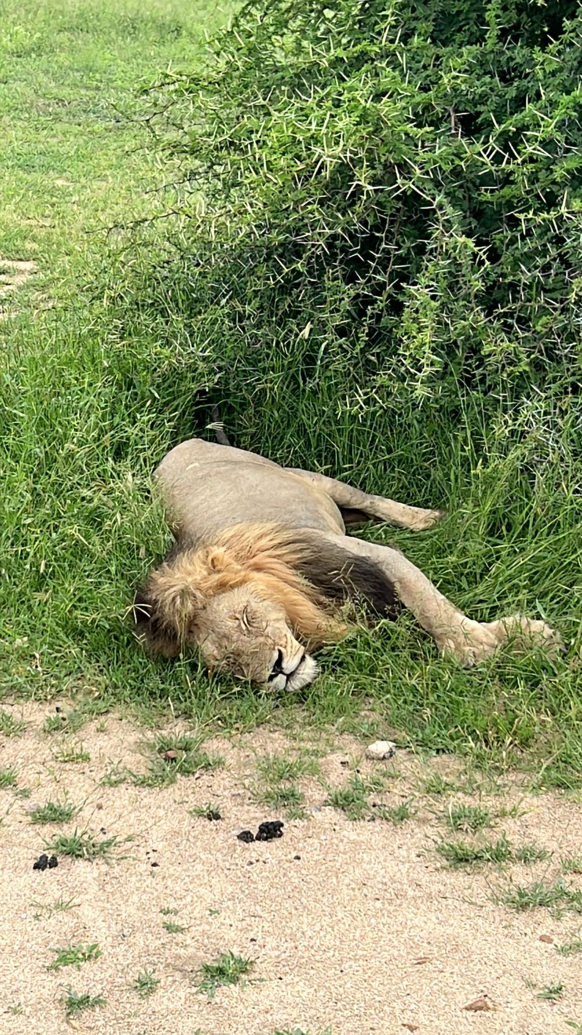 gbif image for Felis leo