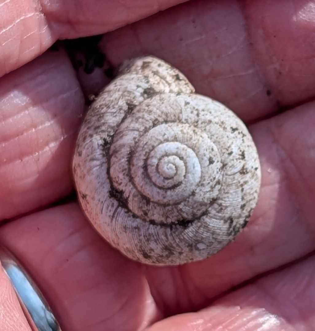 gbif image for Mesodon thyroidus