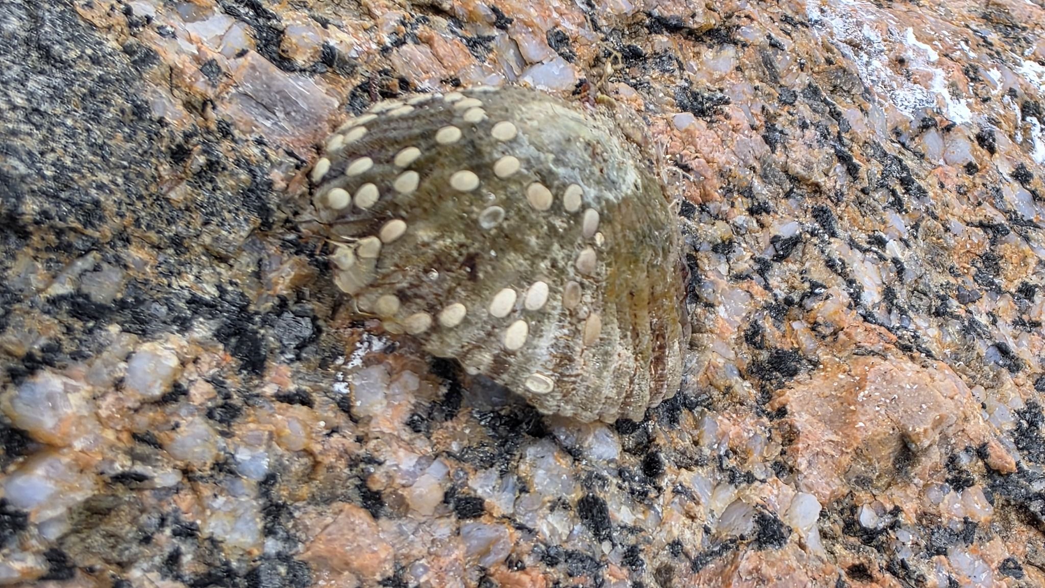 gbif image for Cellana tramoserica